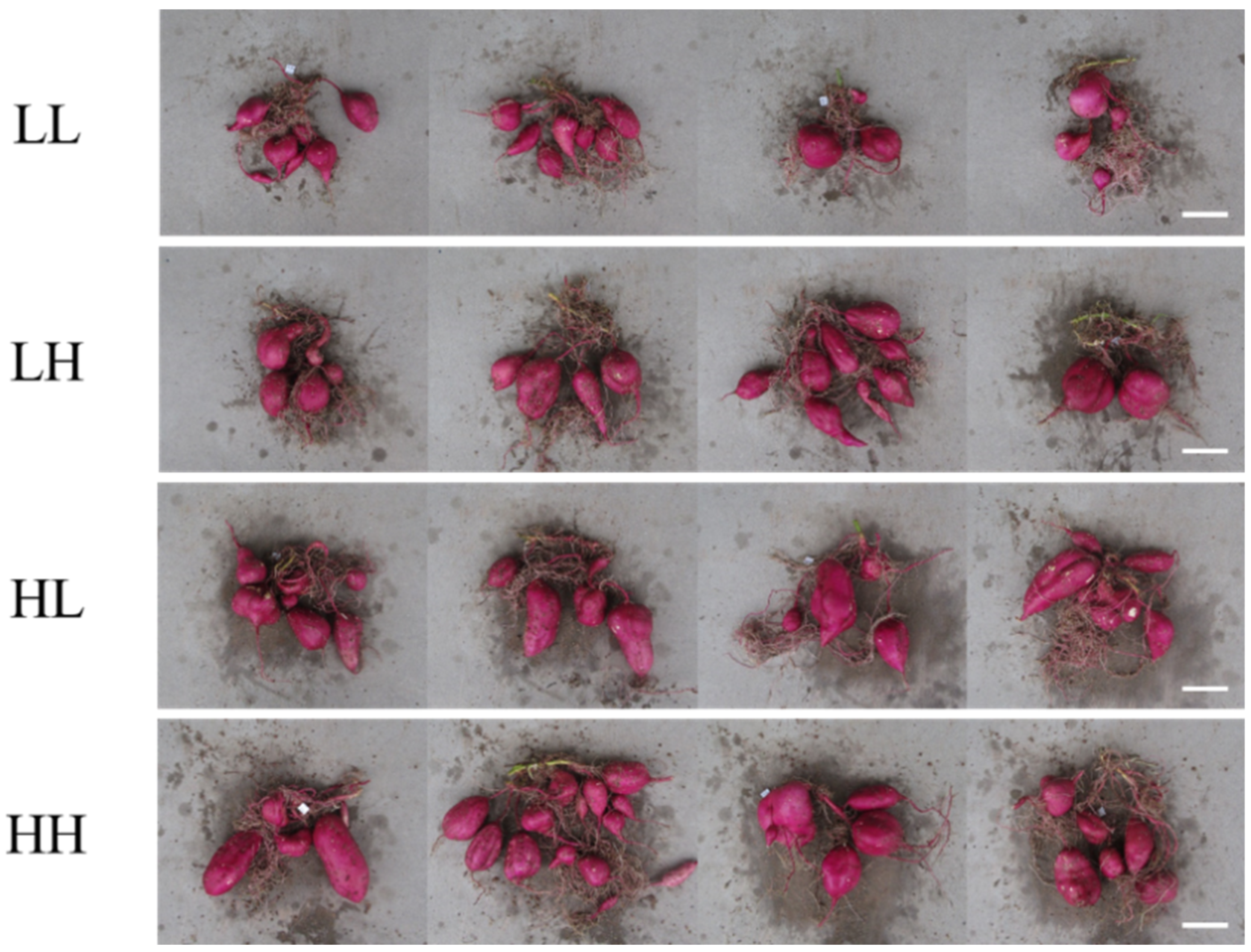 Agronomy 10 01708 g007