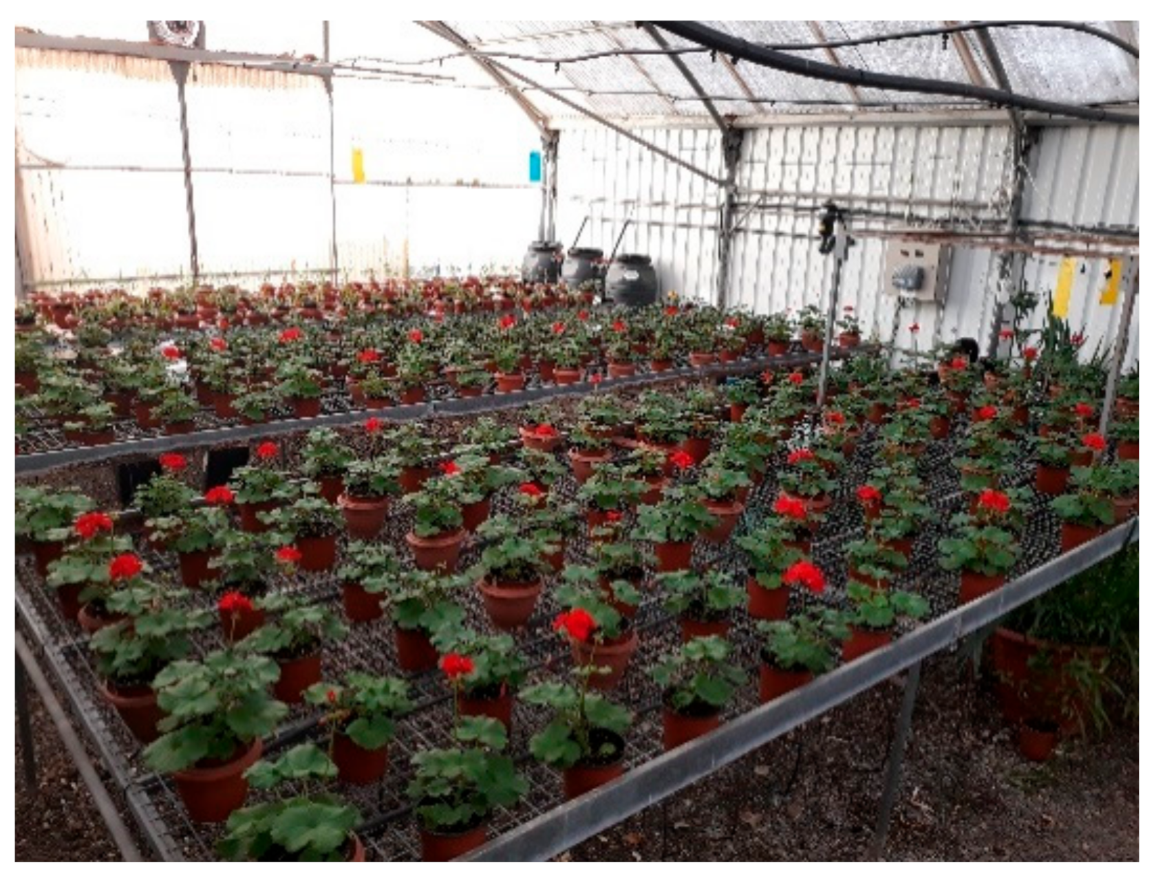 Agronomy 10 01713 g002