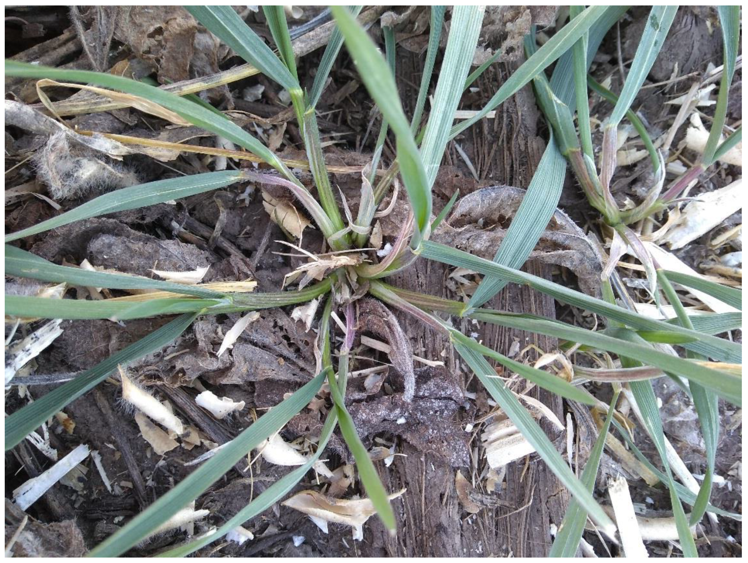 Agronomy 10 01723 g004 Agronomy 10 01723 g004