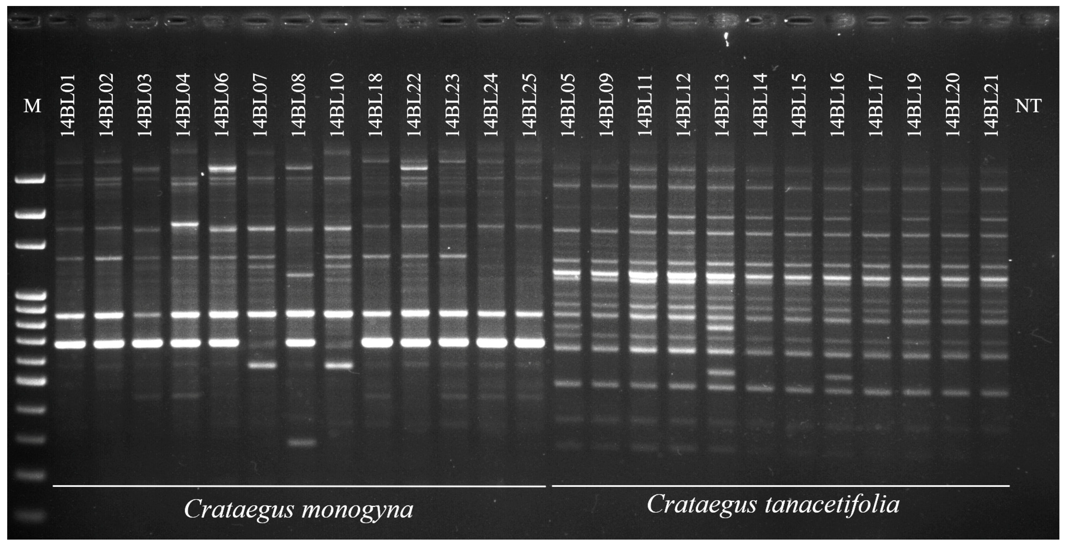 Agronomy 10 01731 g004 Agronomy 10 01731 g004