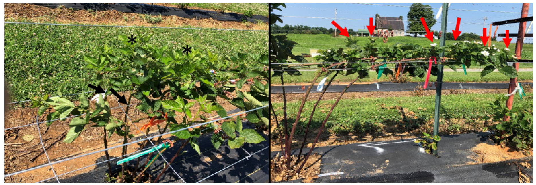 Agronomy 10 01737 g003