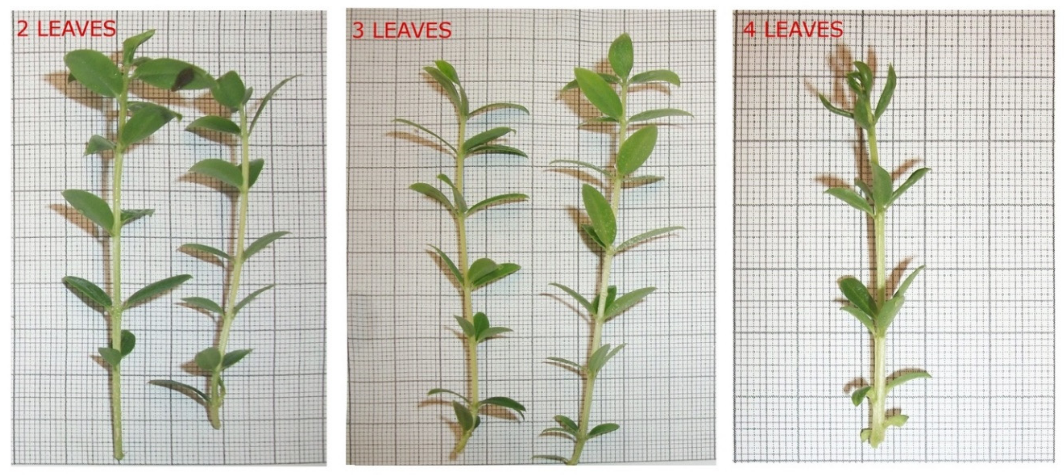 Agronomy 10 01742 g003