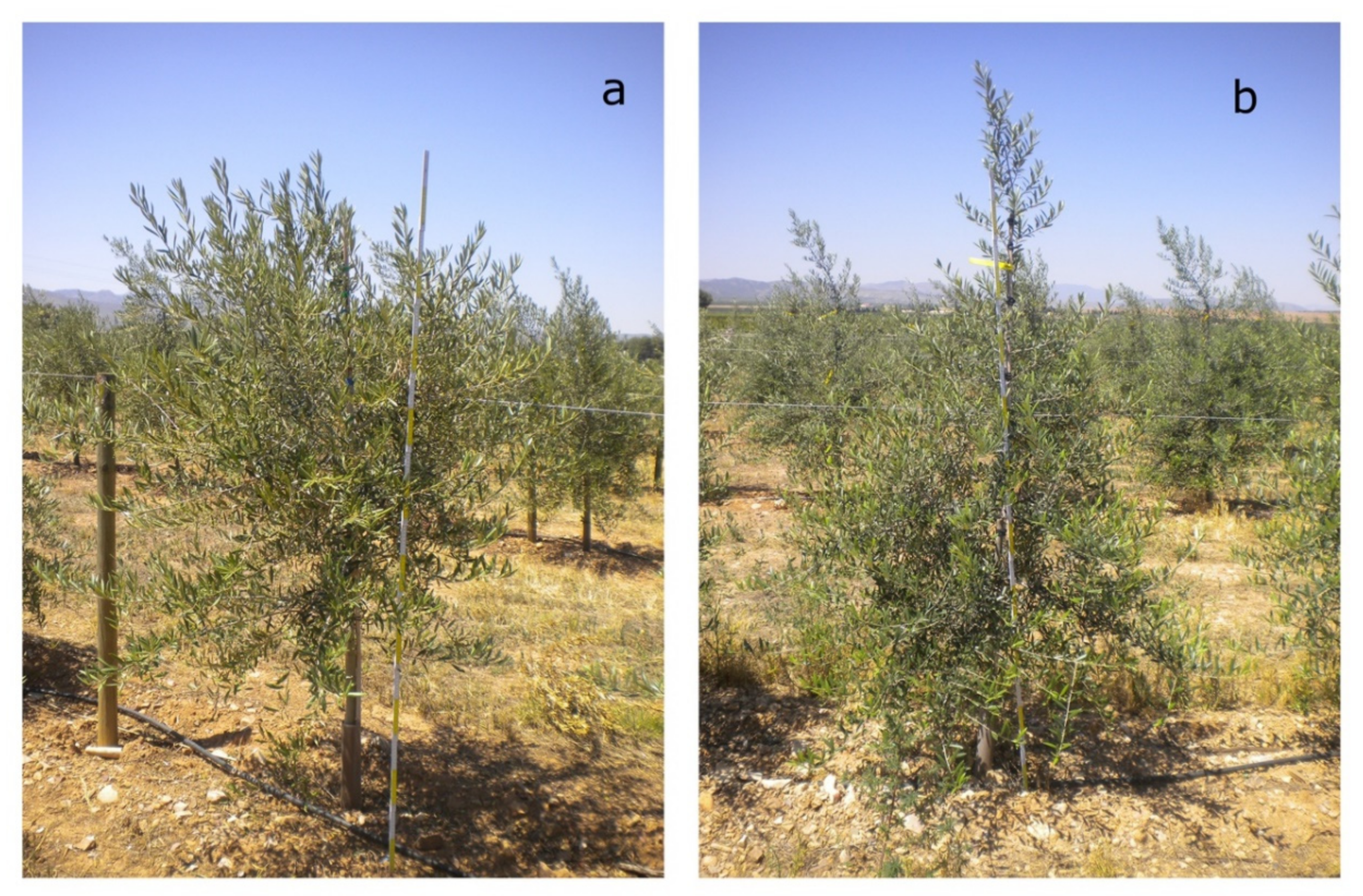 Agronomy 10 01742 g004