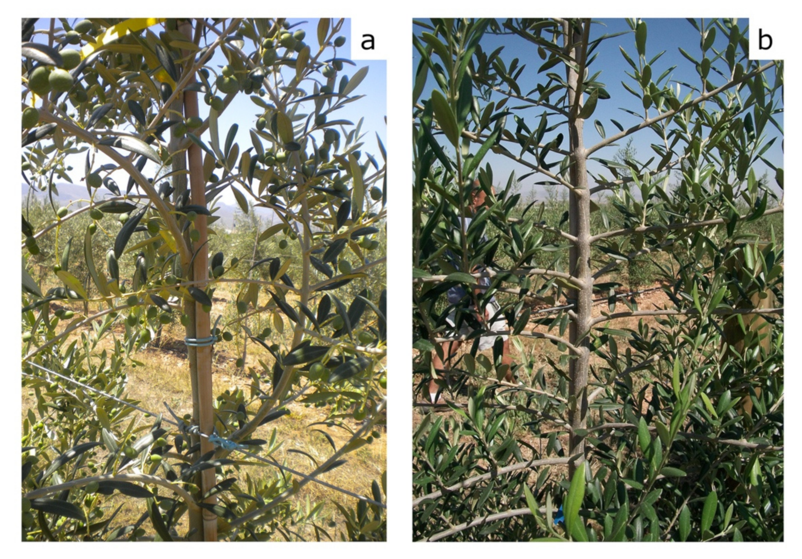 Agronomy 10 01742 g016