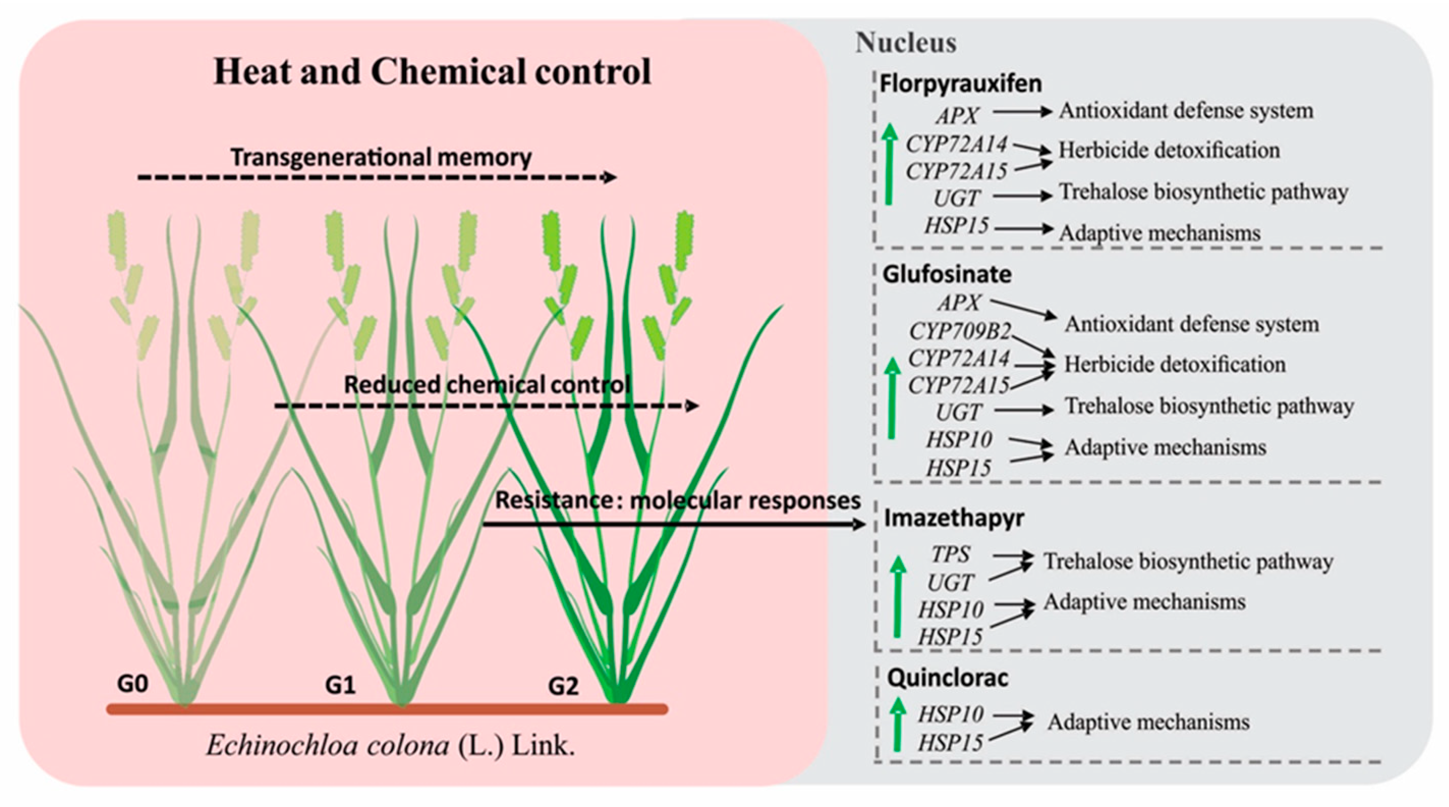 Agronomy 10 01761 g004 Agronomy 10 01761 g004
