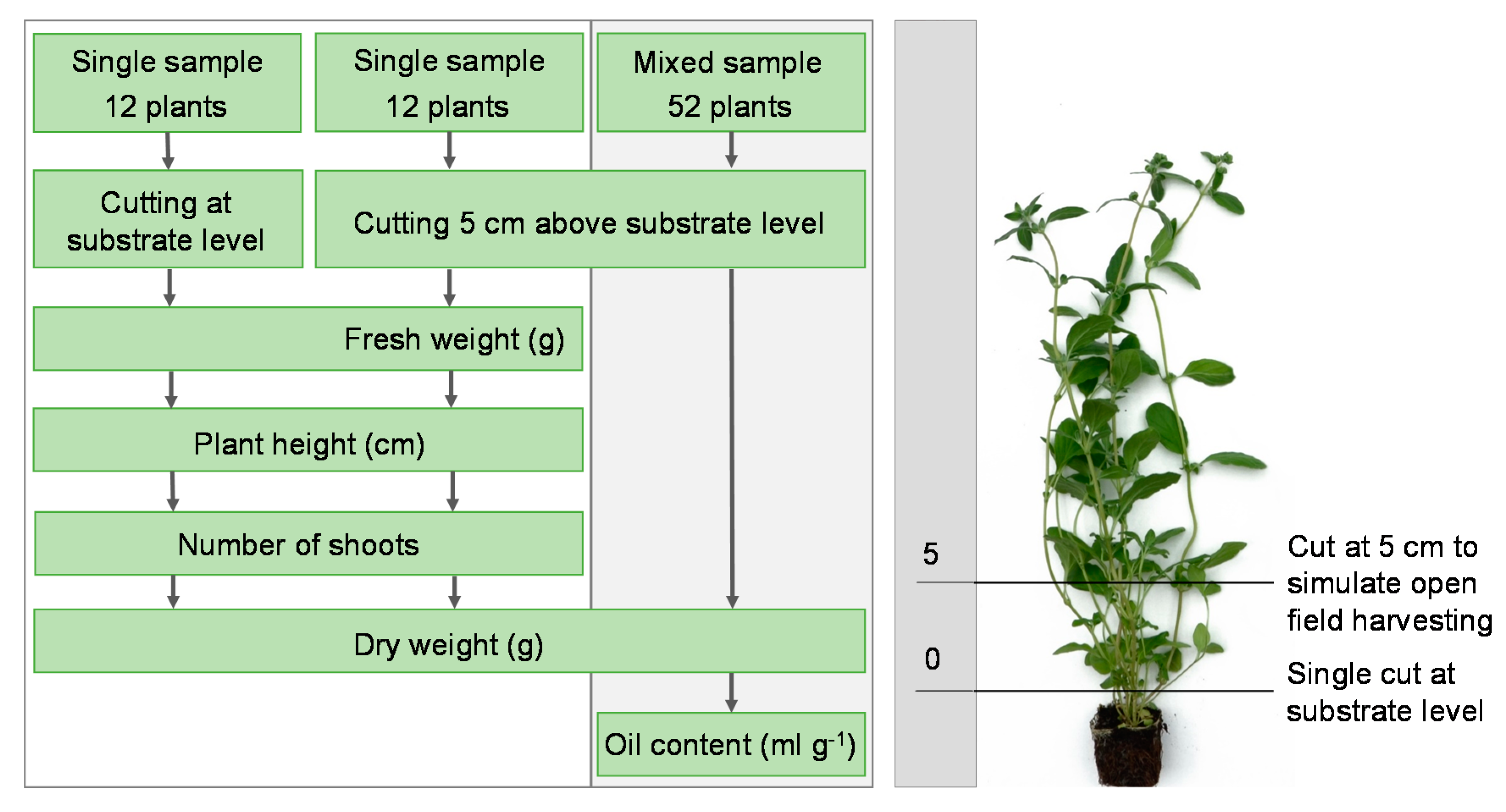 Agronomy 10 01769 g003