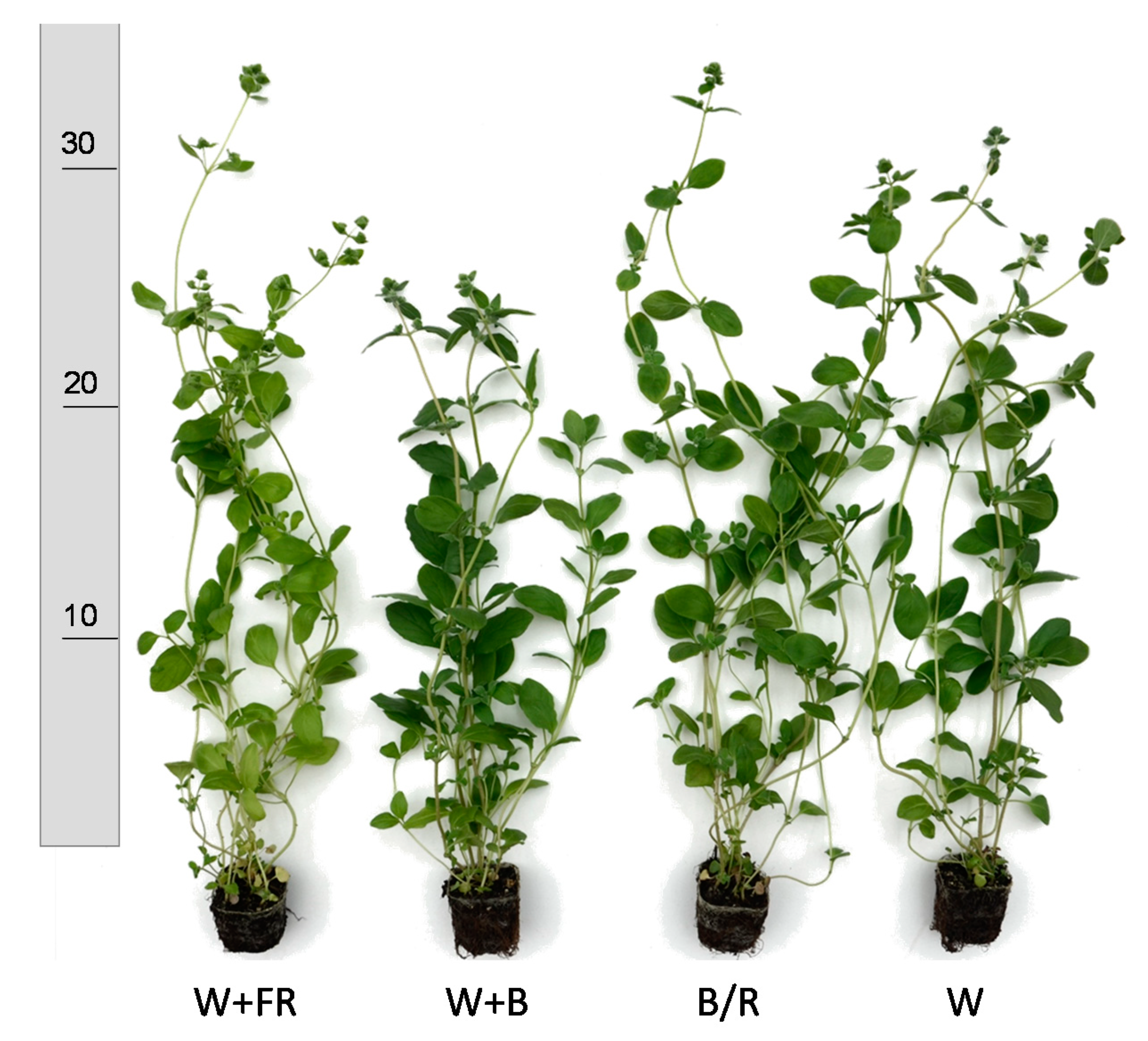 Agronomy 10 01769 g004