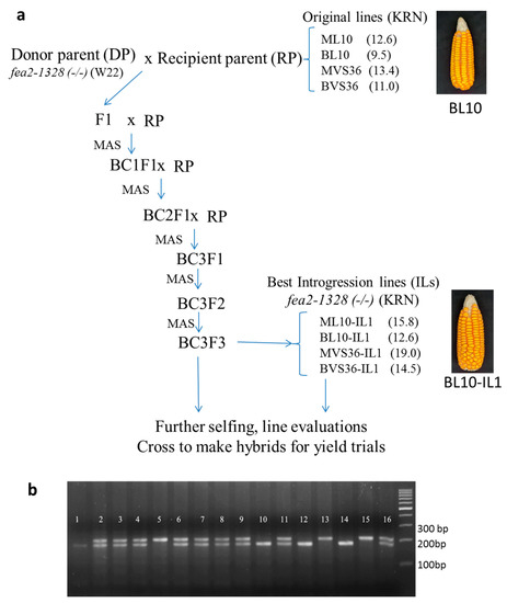 A Weak Allele of FASCIATED EAR 2 (FEA2) Increases Maize