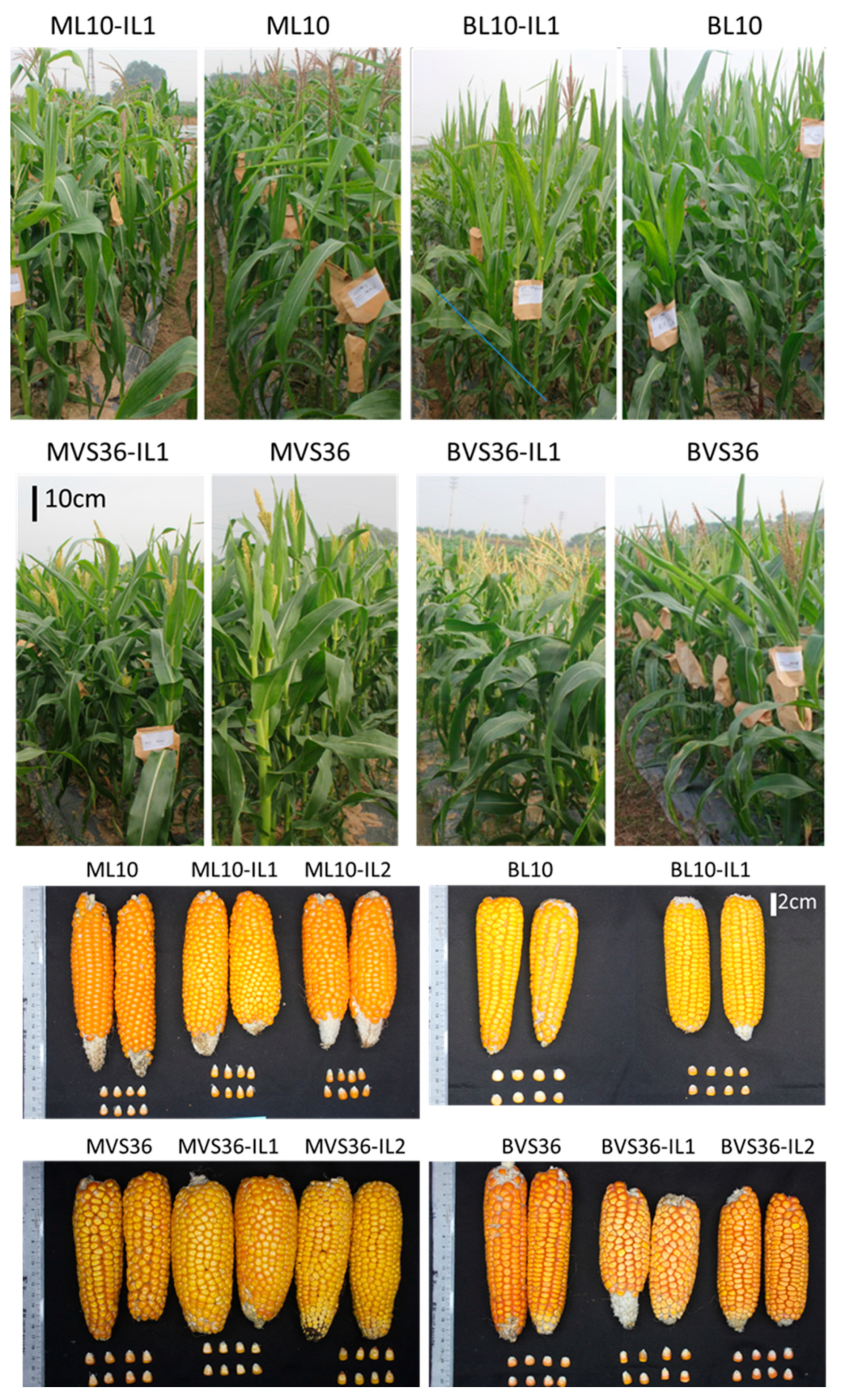 Agronomy 10 01774 g004 Agronomy 10 01774 g004