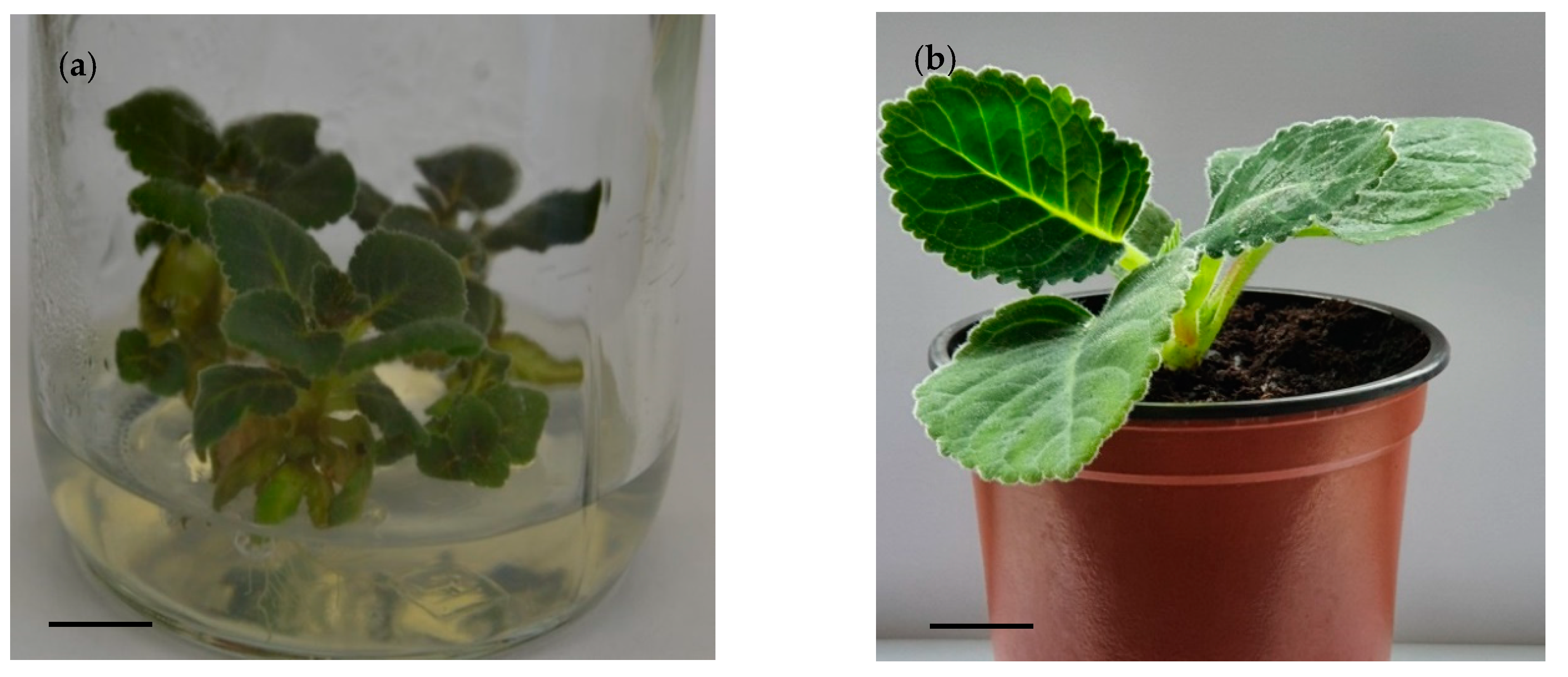 Agronomy 10 01783 g005