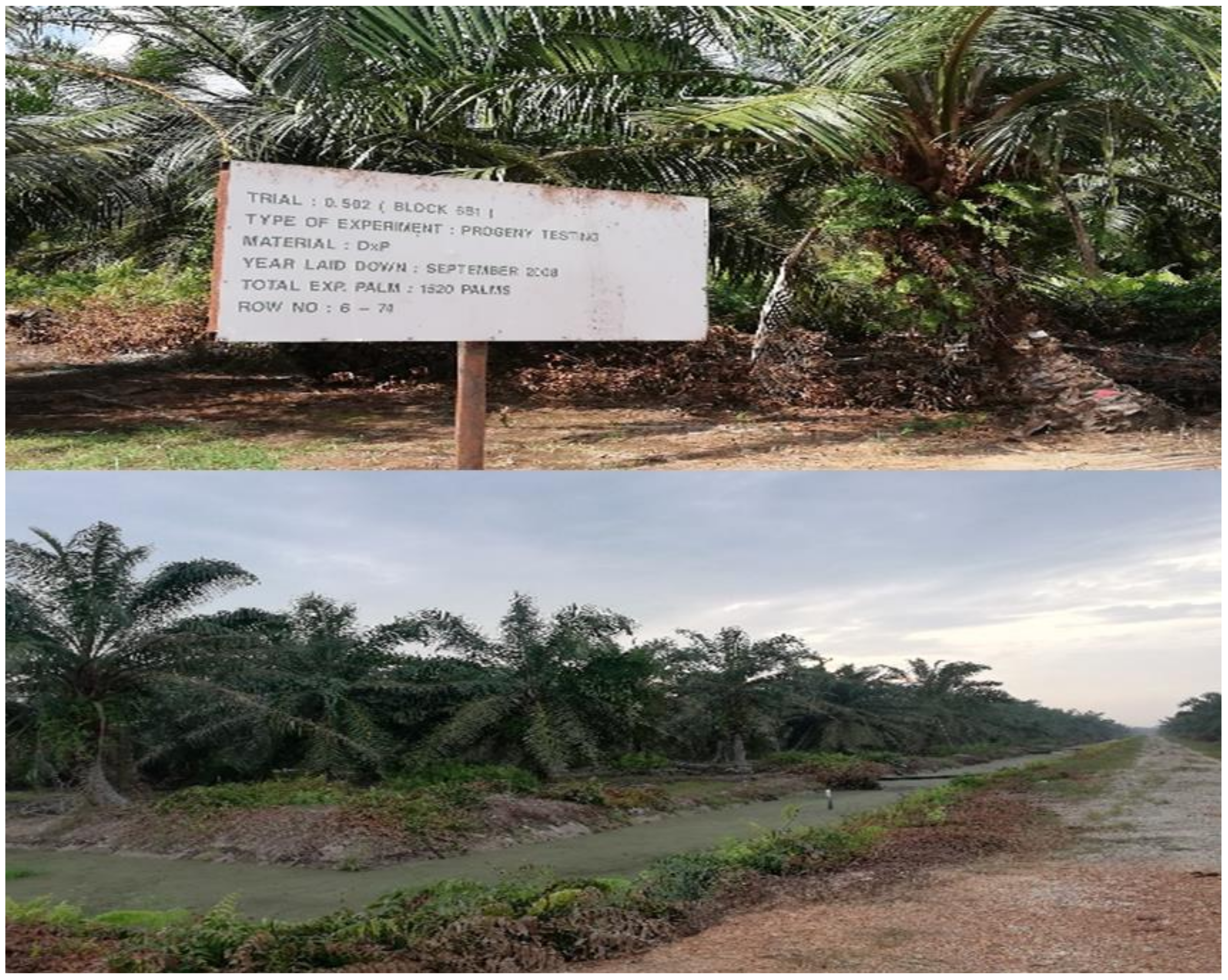 Agronomy 10 01793 g001 Agronomy 10 01793 g001