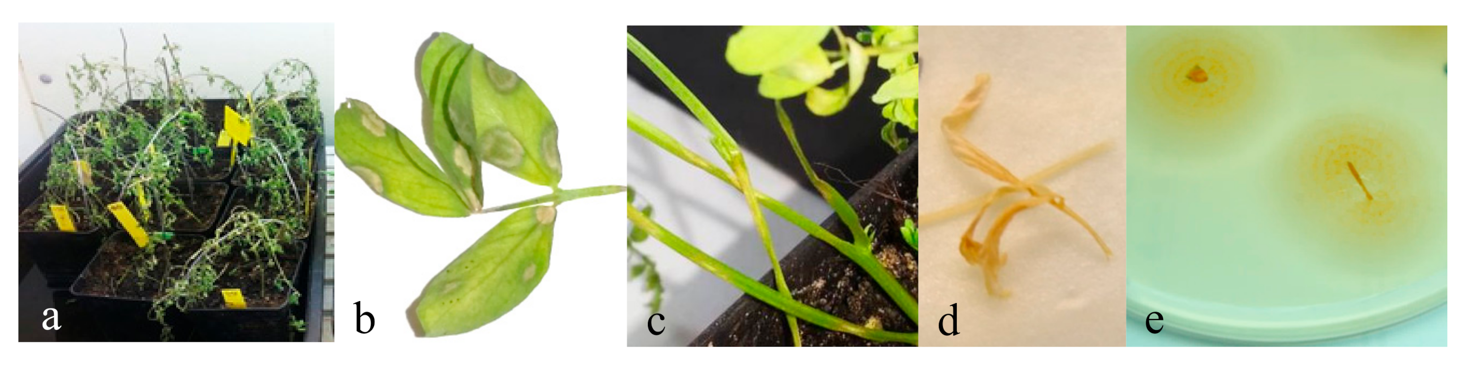 Agronomy 10 01799 g001