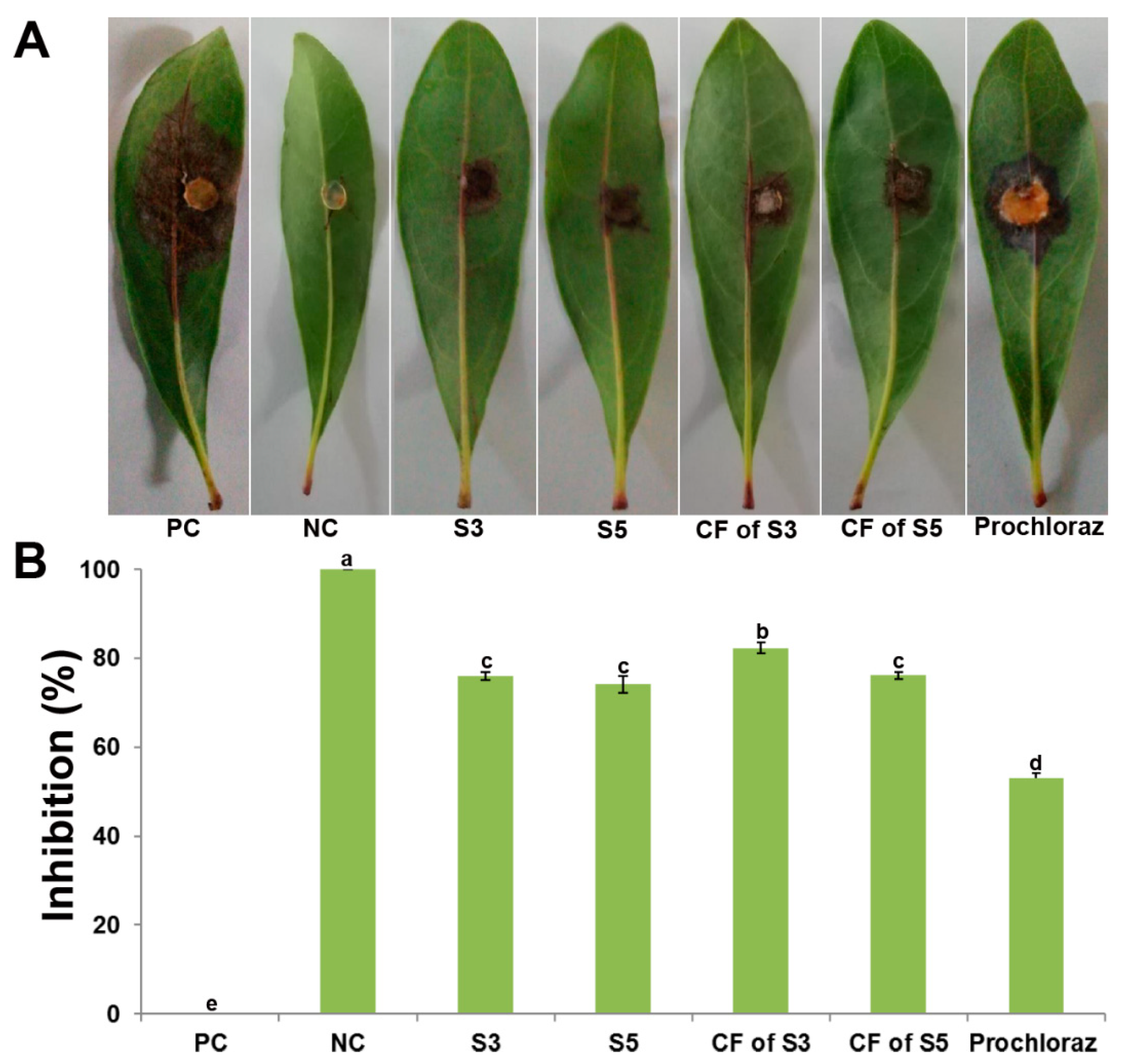 Agronomy 10 01811 g007