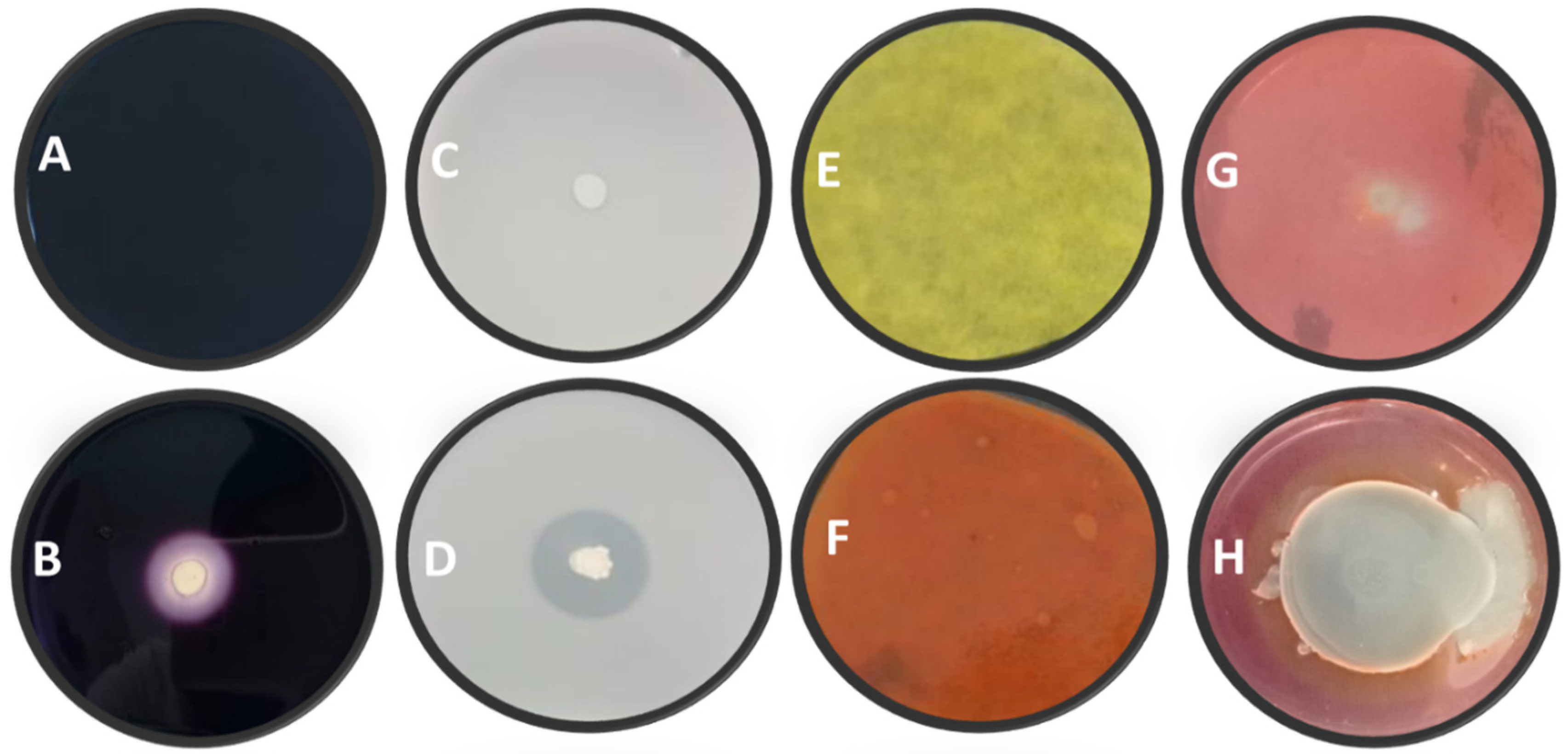 Agronomy 10 01814 g001