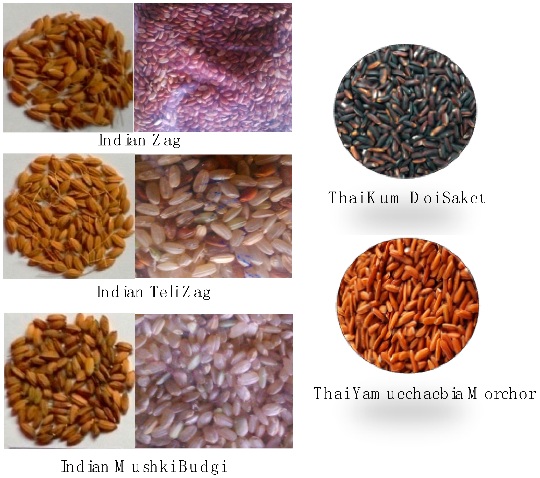 Agronomy 10 01817 g001 Agronomy 10 01817 g001