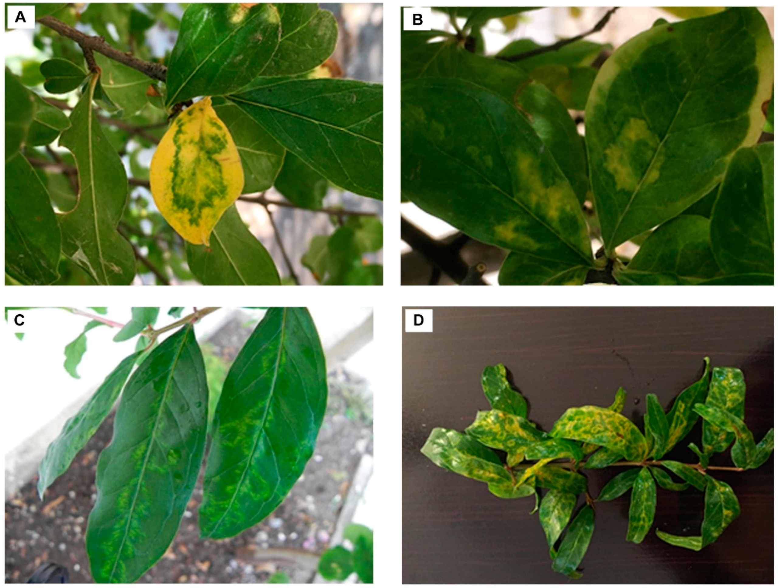 Agronomy 10 01821 g001