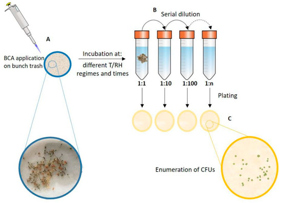 Agronomy Free Full Text The Colonization Of Grape Bunch Trash By Microorganisms For The Biocontrol Of Botrytis Cinerea As Influenced By Temperature And Humidity Html