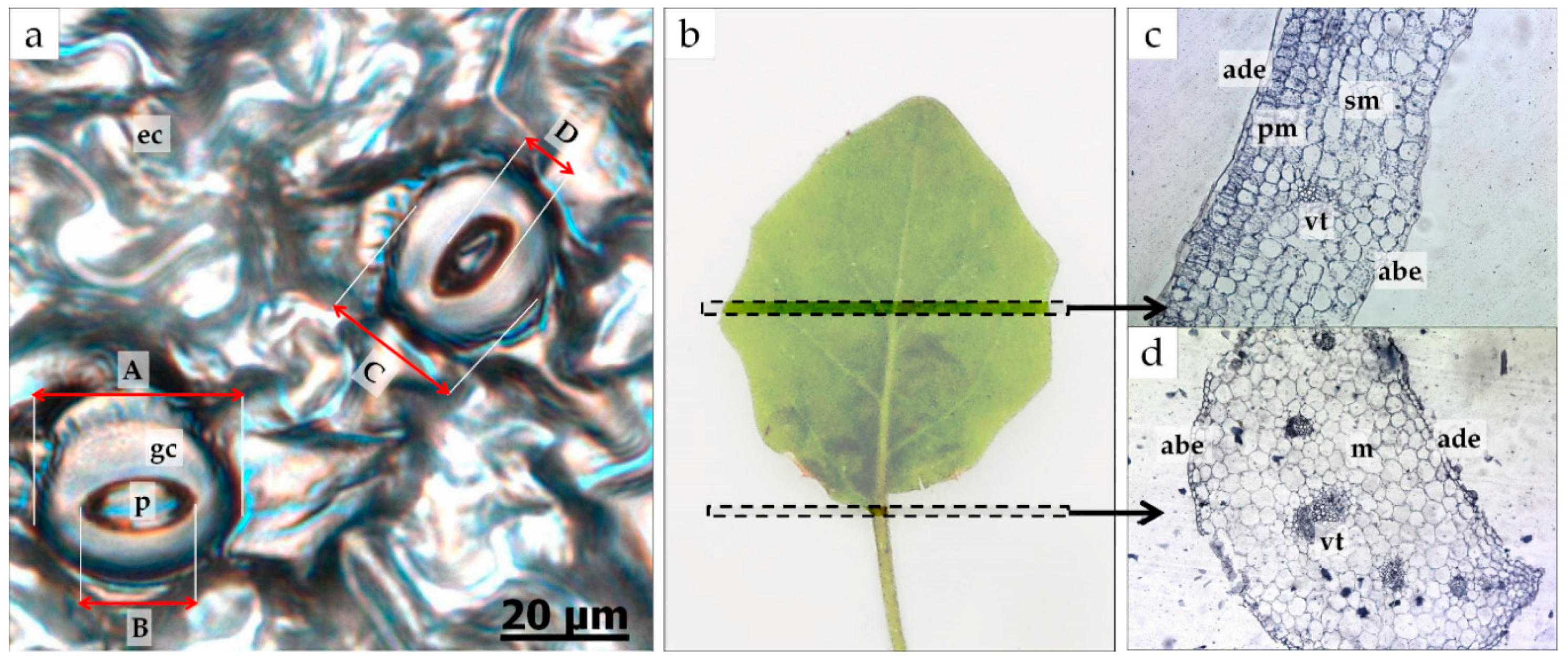 Agronomy 10 01832 g001 Agronomy 10 01832 g001