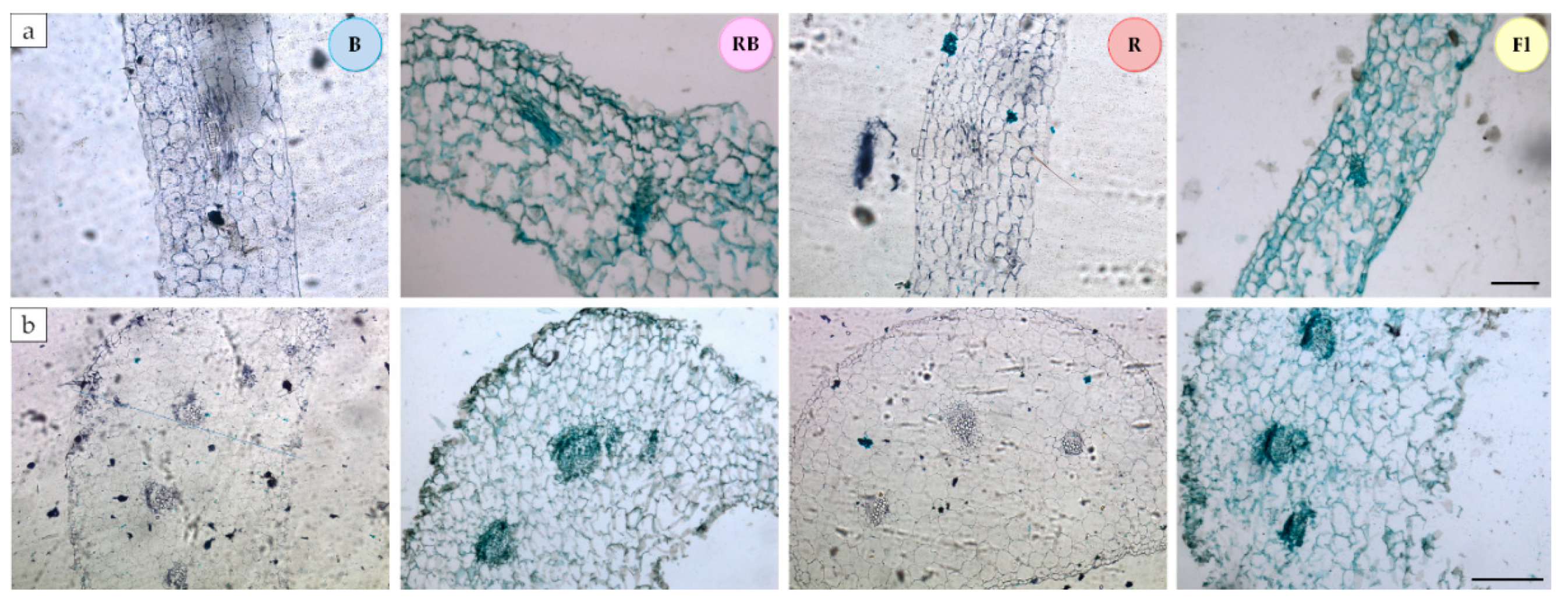 Agronomy 10 01832 g003 Agronomy 10 01832 g003