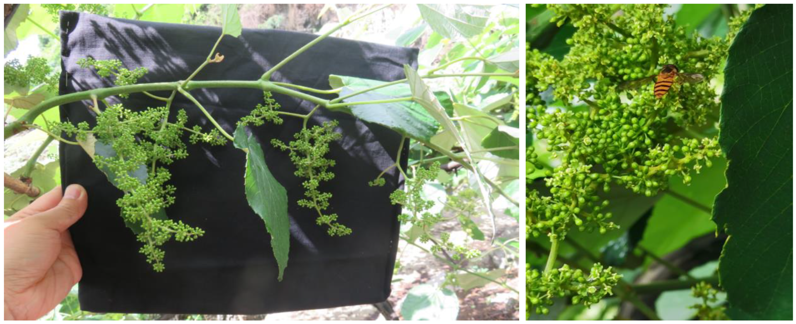 The Cultivation Techniques and Quality Characteristics of a