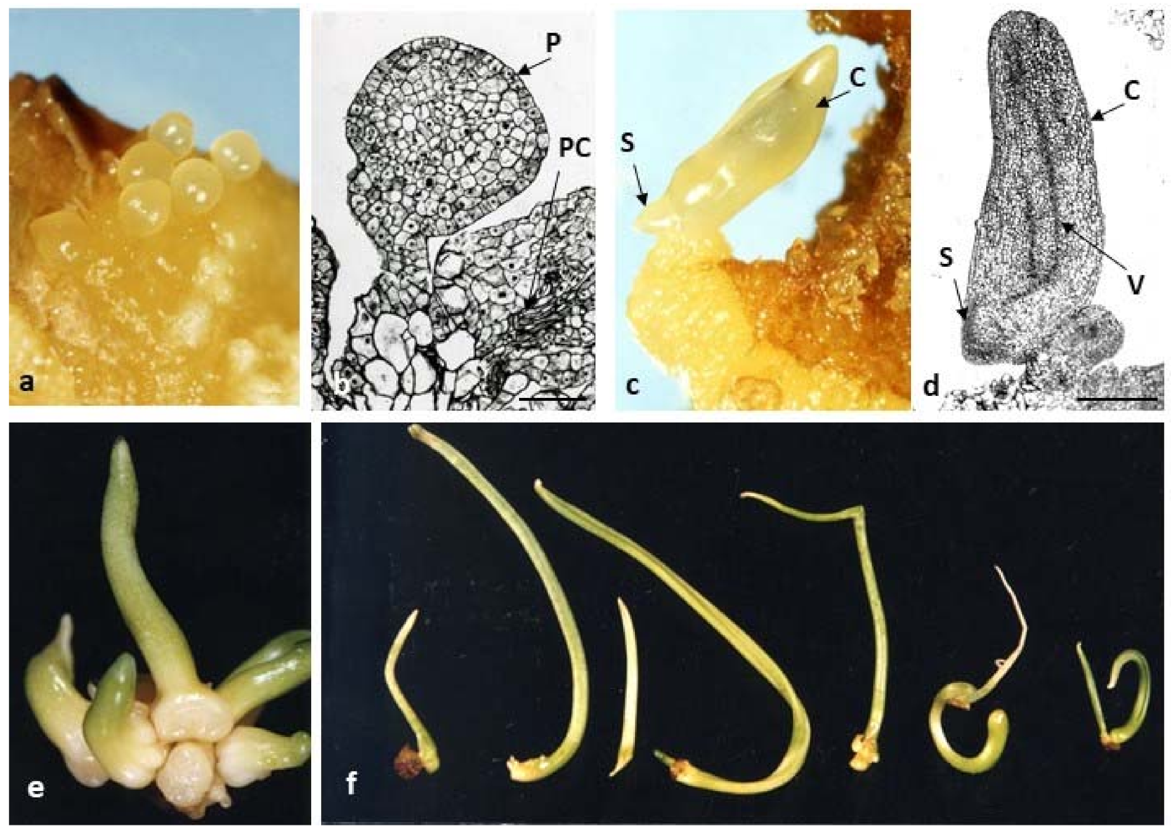 Agronomy 10 01857 g004 Agronomy 10 01857 g004