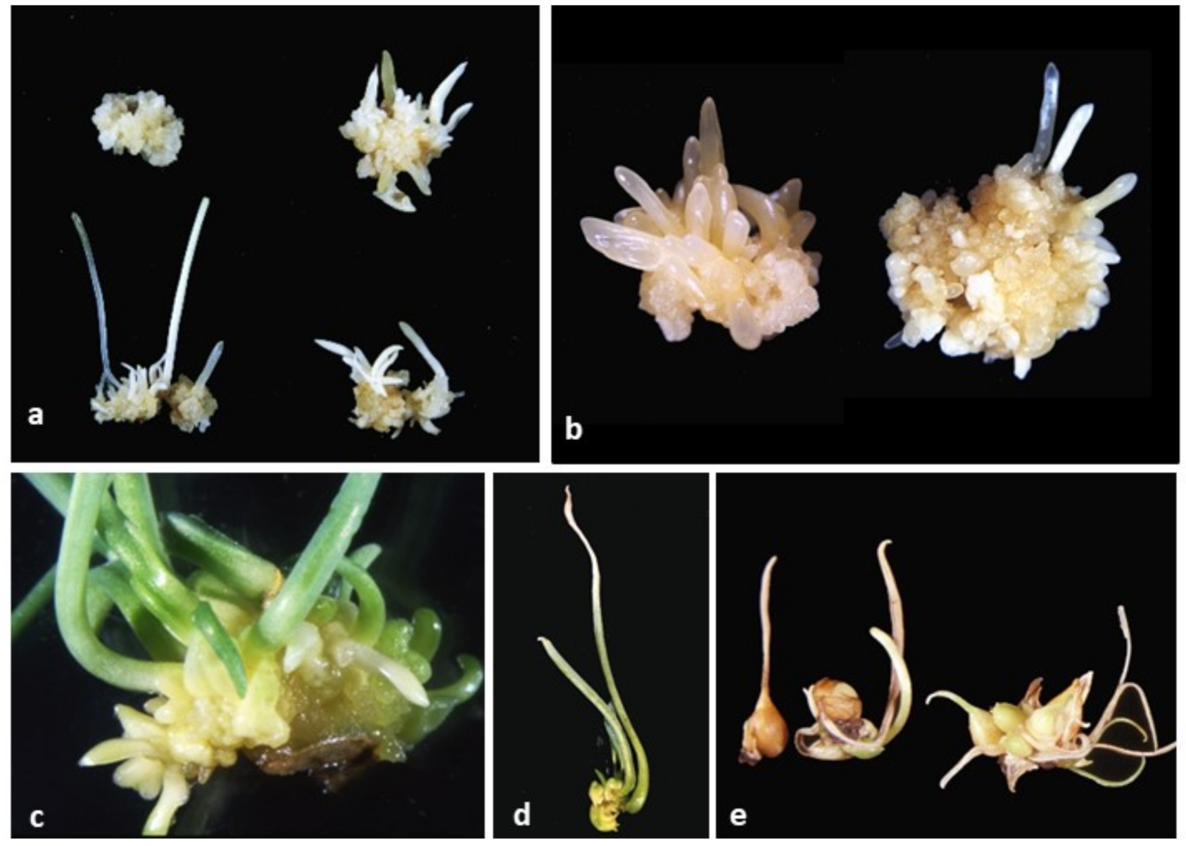 Agronomy 10 01857 g007 Agronomy 10 01857 g007