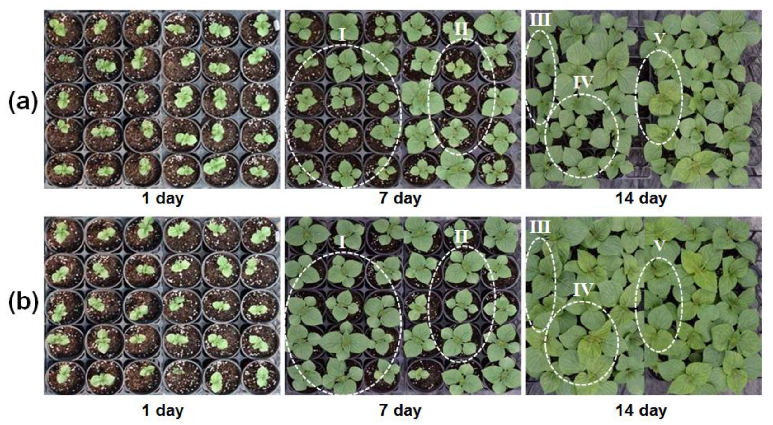 Agronomy 10 01882 g007 Agronomy 10 01882 g007
