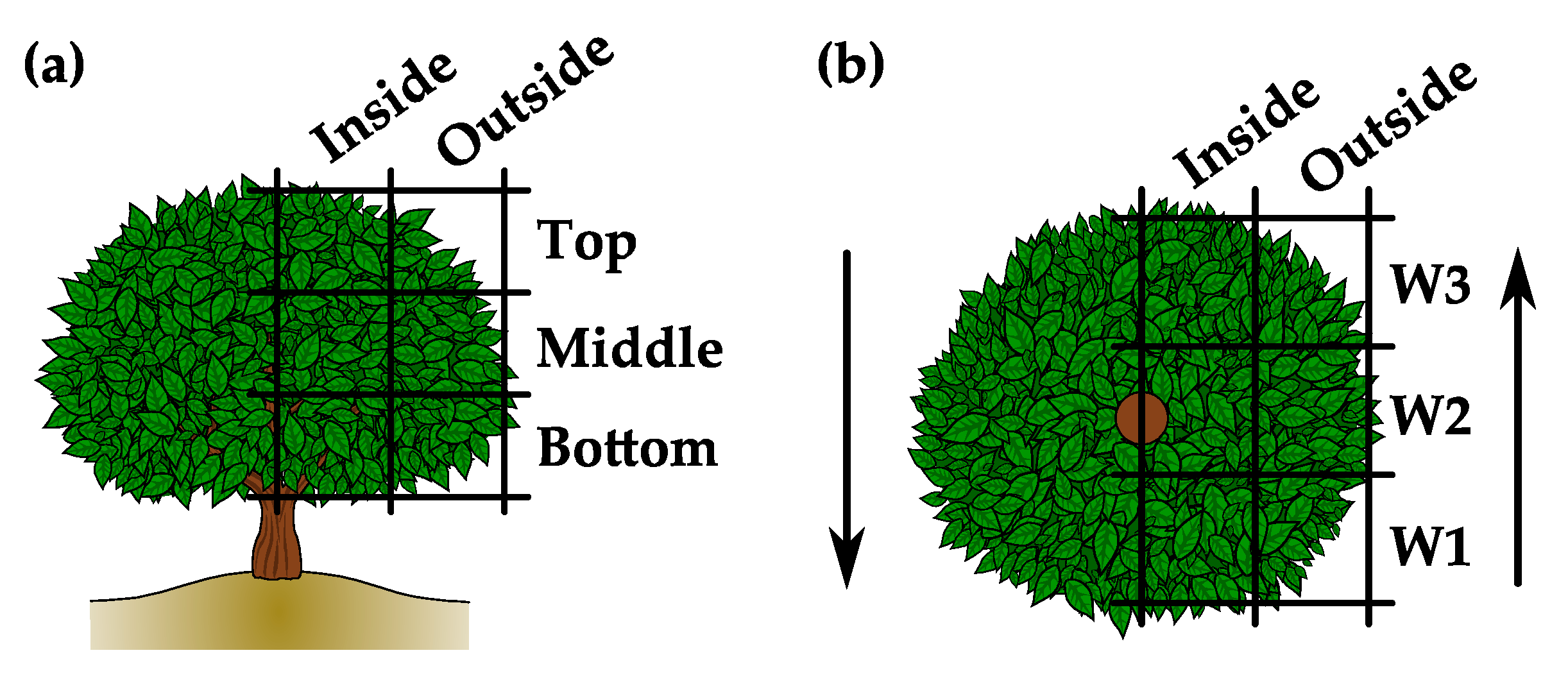 Agronomy 10 01887 g002