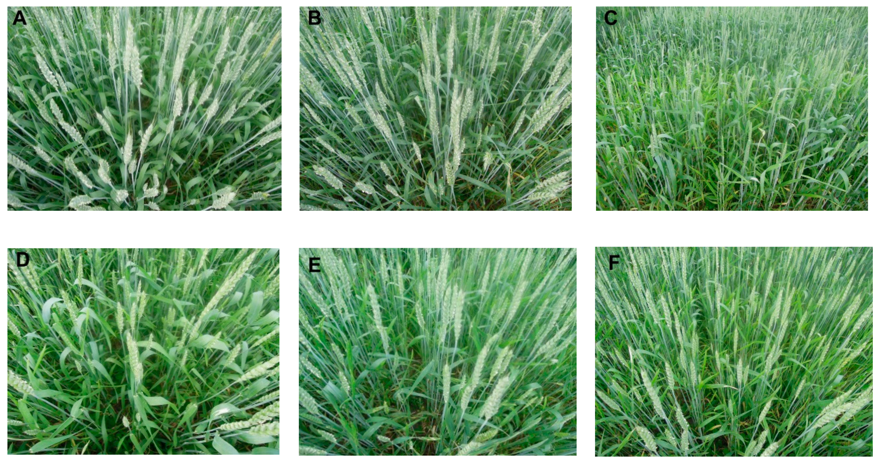 Agronomy 10 01900 g003