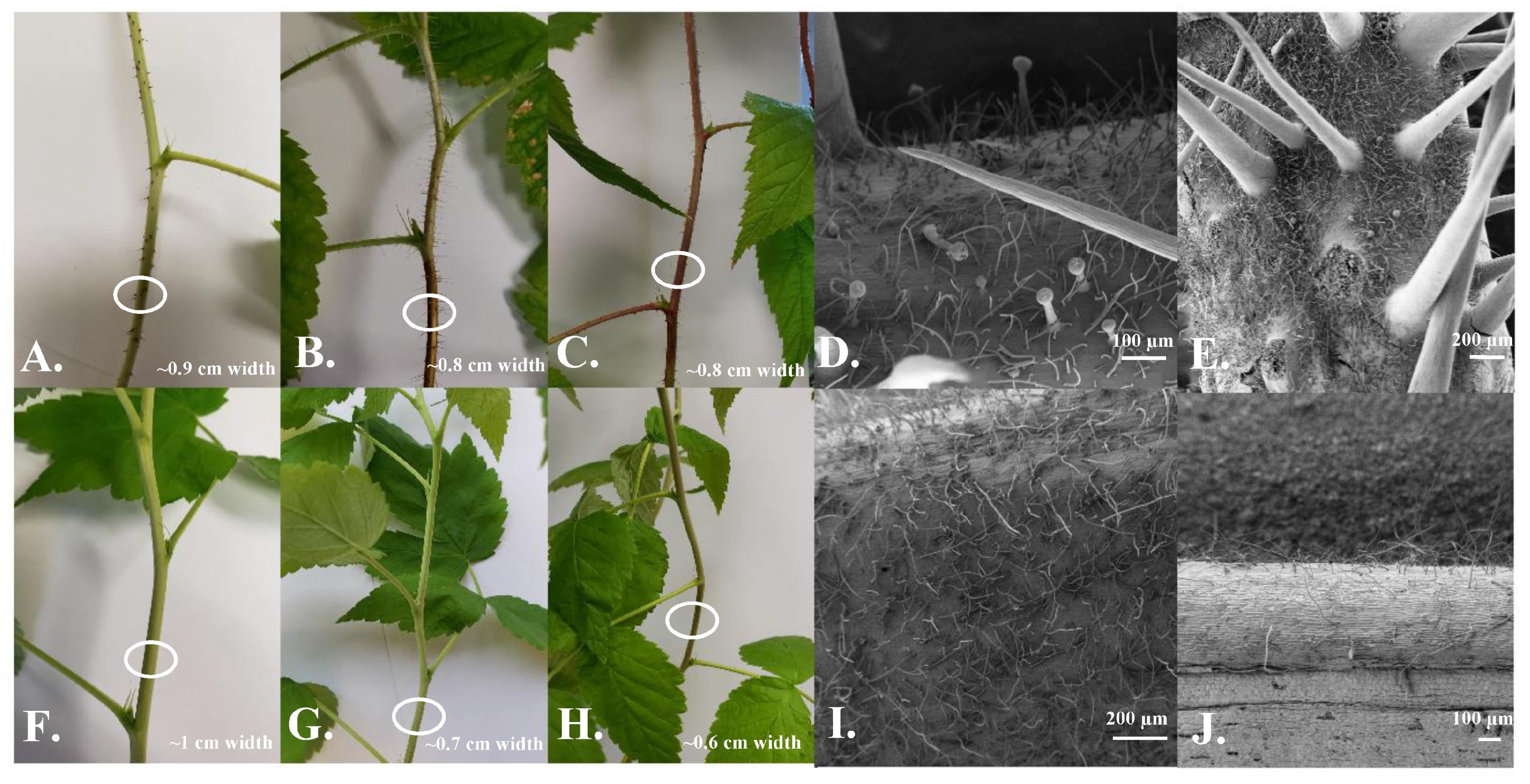 Agronomy 10 01904 g001