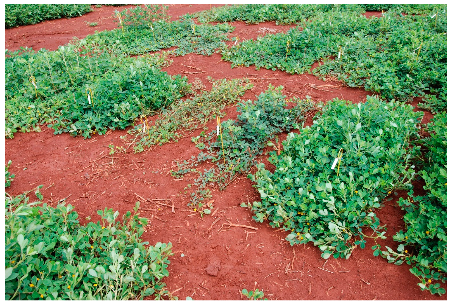 Agronomy 10 01917 g002