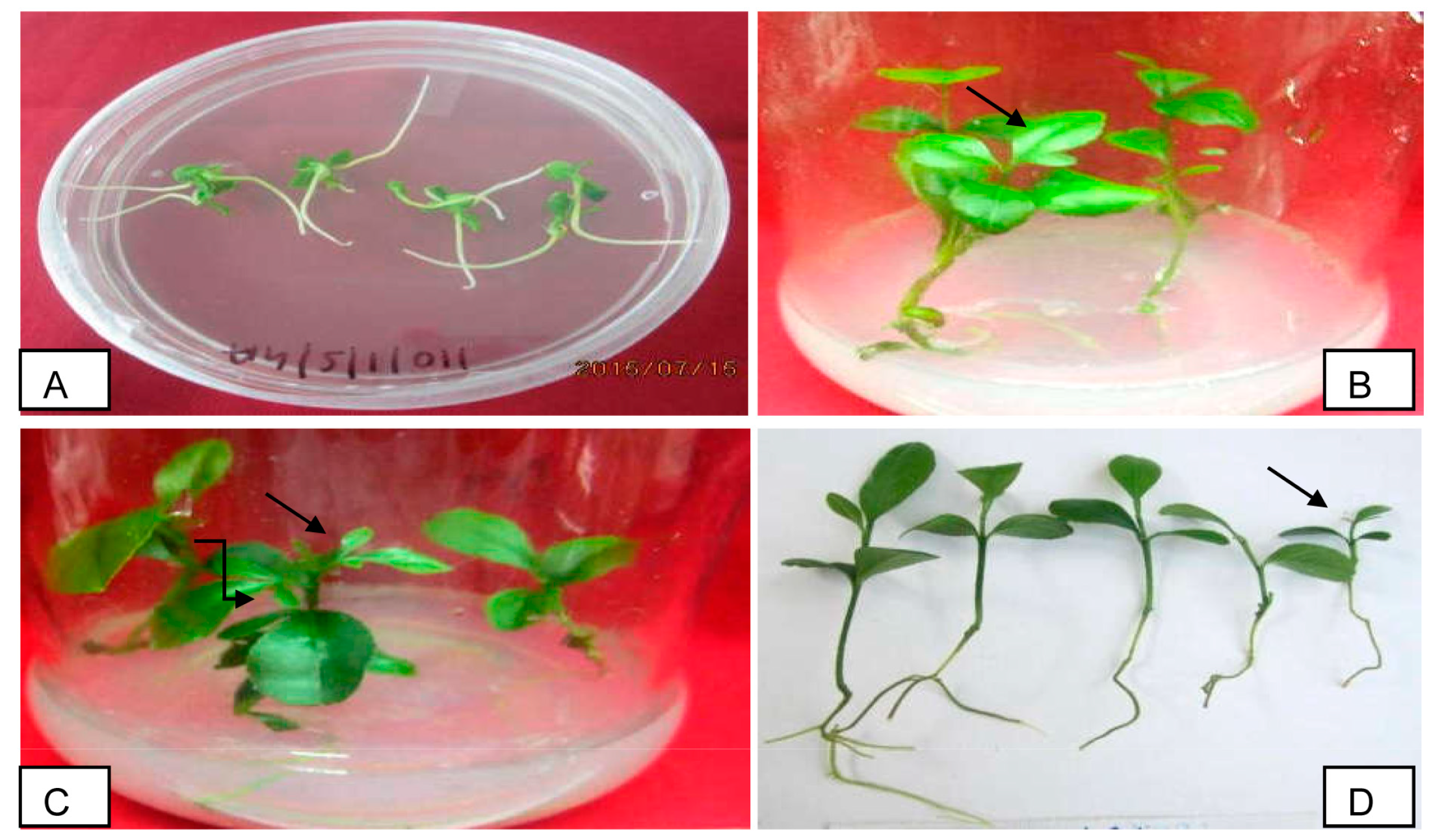 Agronomy 10 01940 g001 Agronomy 10 01940 g001