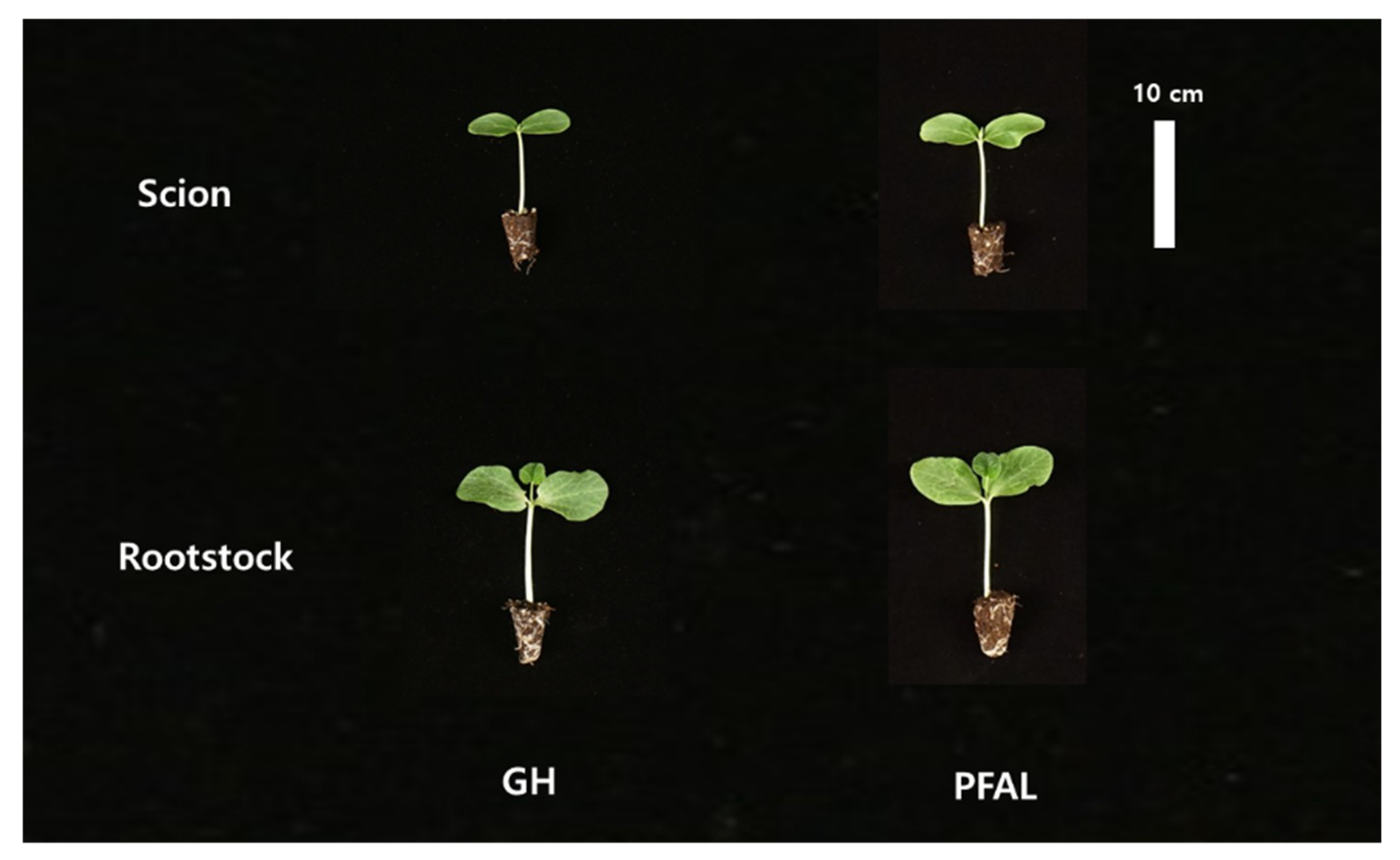 Agronomy 10 01943 g007