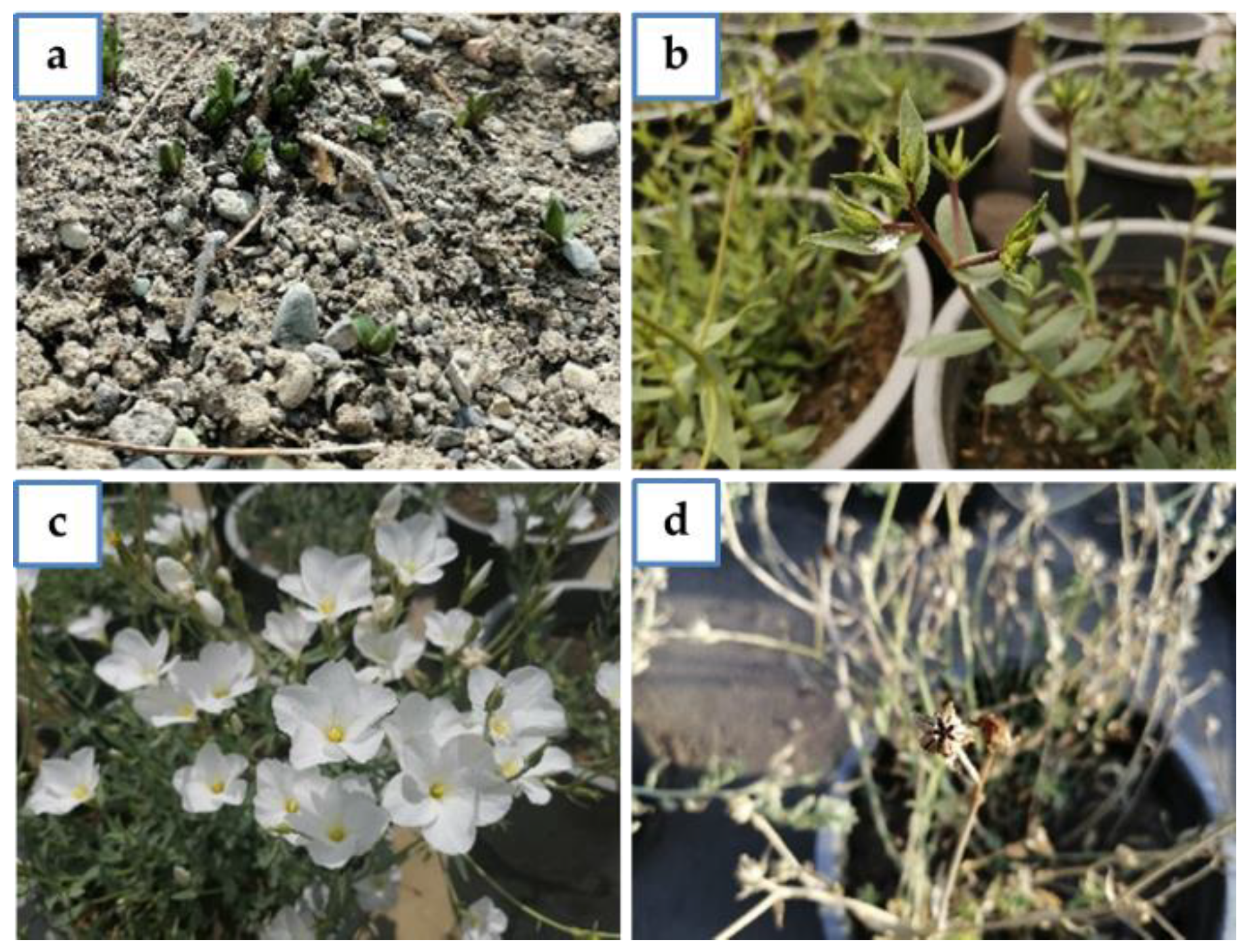 Agronomy 10 01966 g003