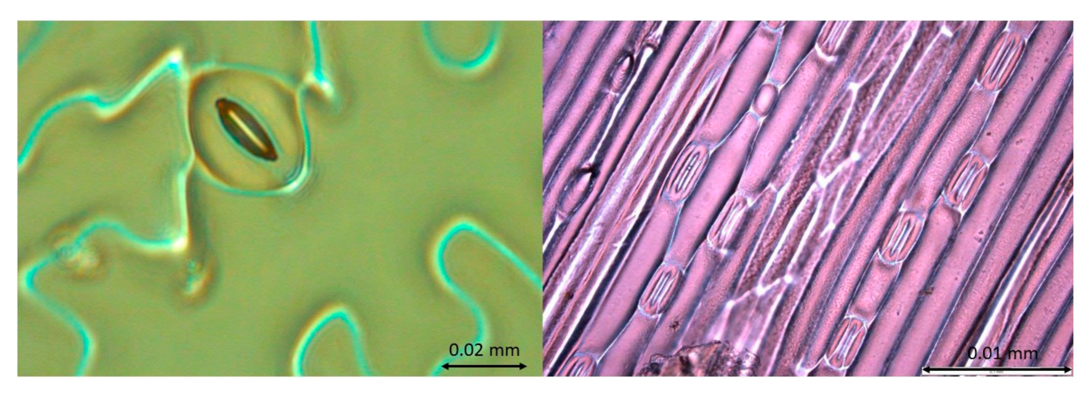 Agronomy 10 01975 g002