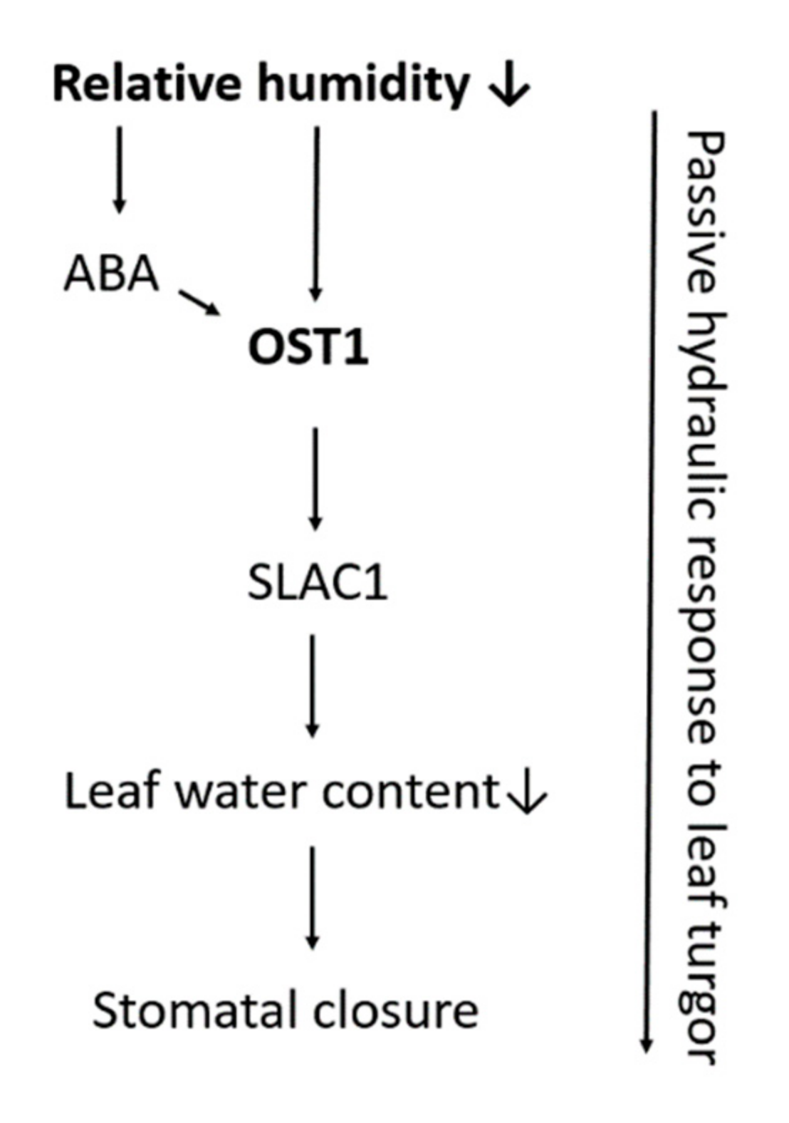 Agronomy 10 01975 g008