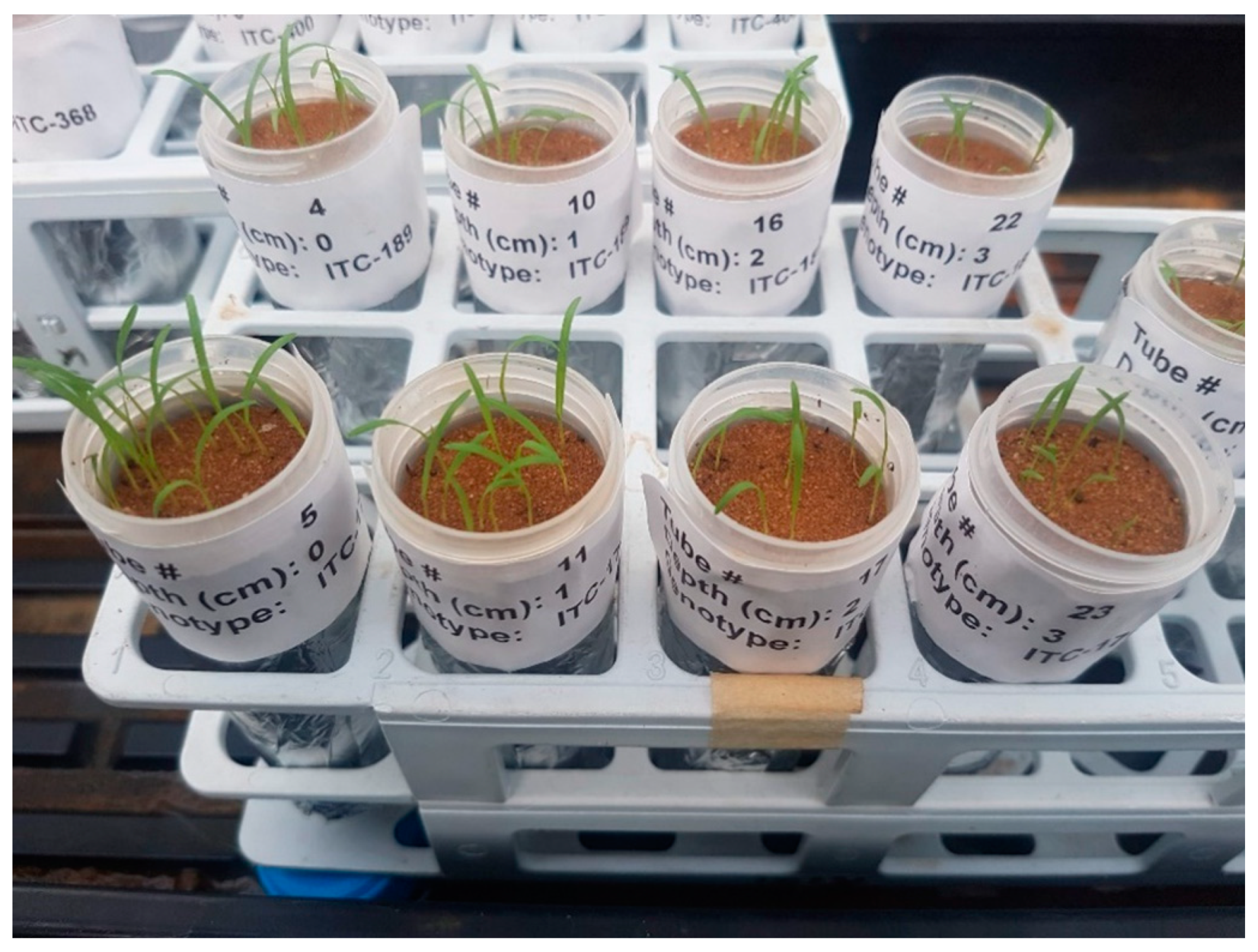 Agronomy 10 01983 g001