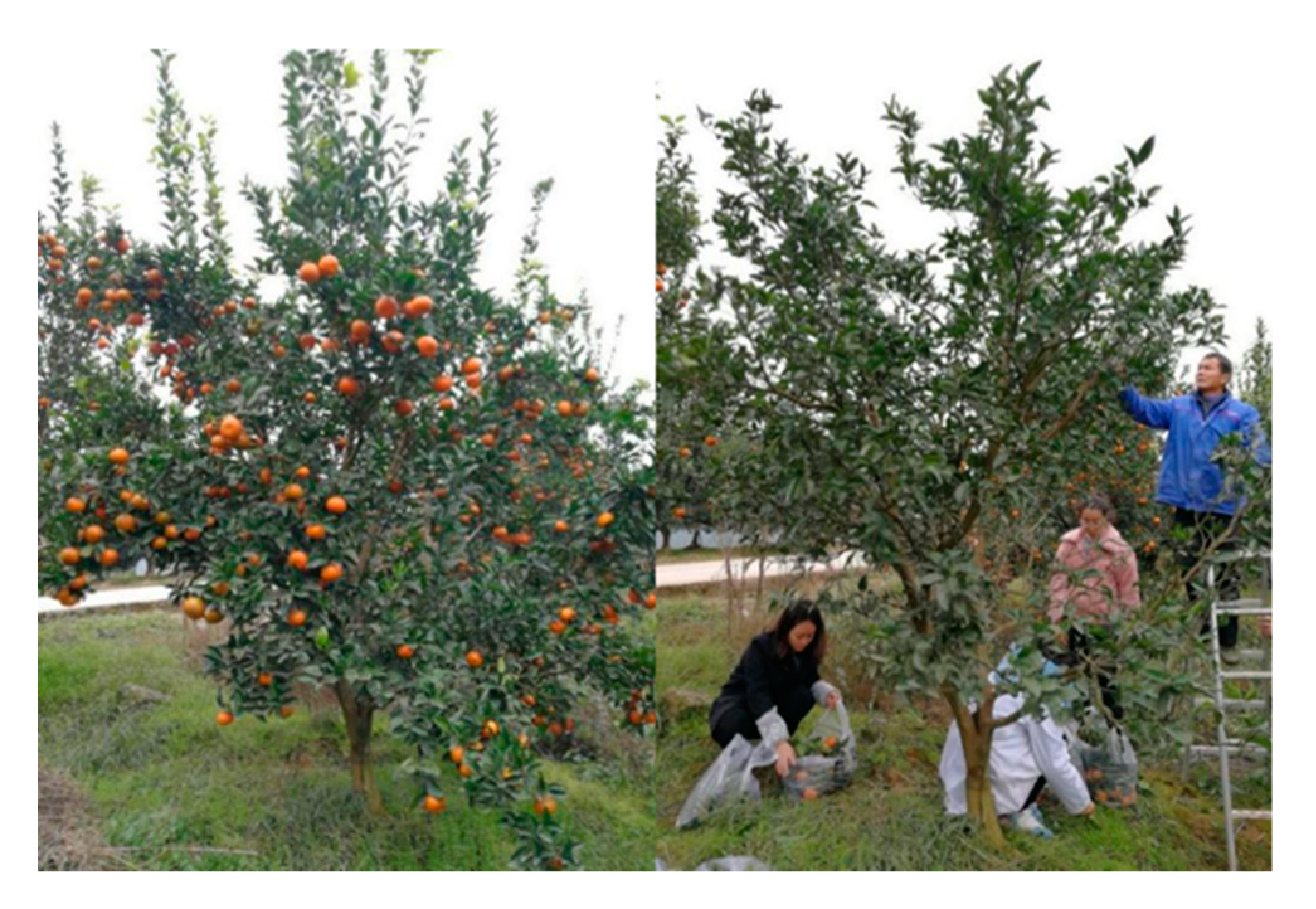 Agronomy 10 01988 g0a1 Agronomy 10 01988 g0a1