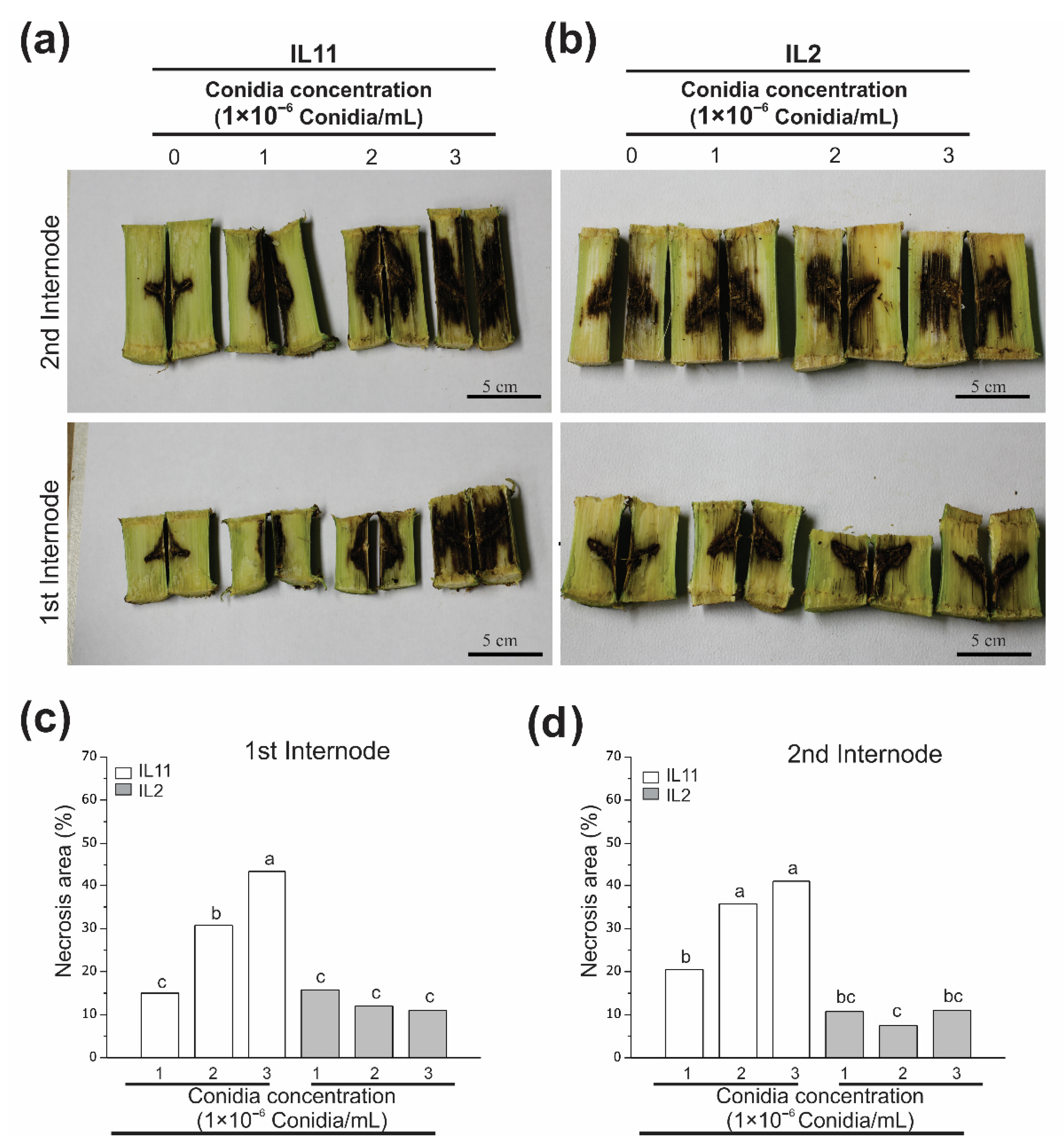 Agronomy 10 01990 g004