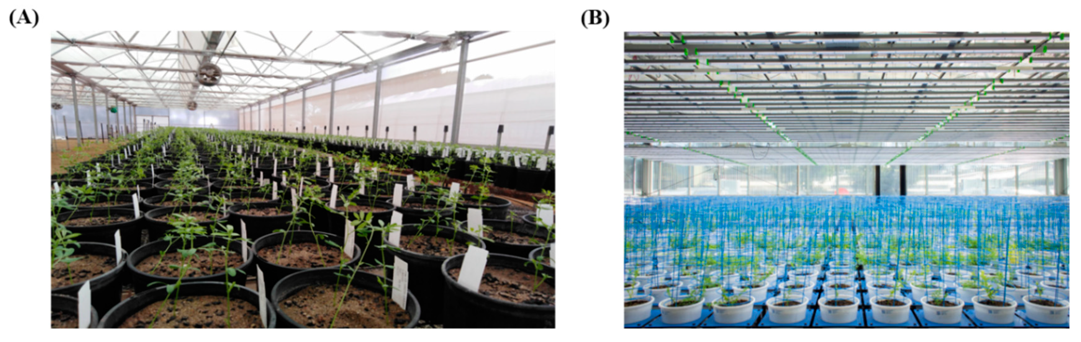 Agronomy 10 01992 g001 Agronomy 10 01992 g001