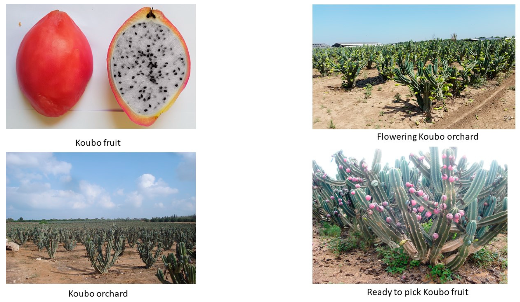Agronomy 10 01995 g003
