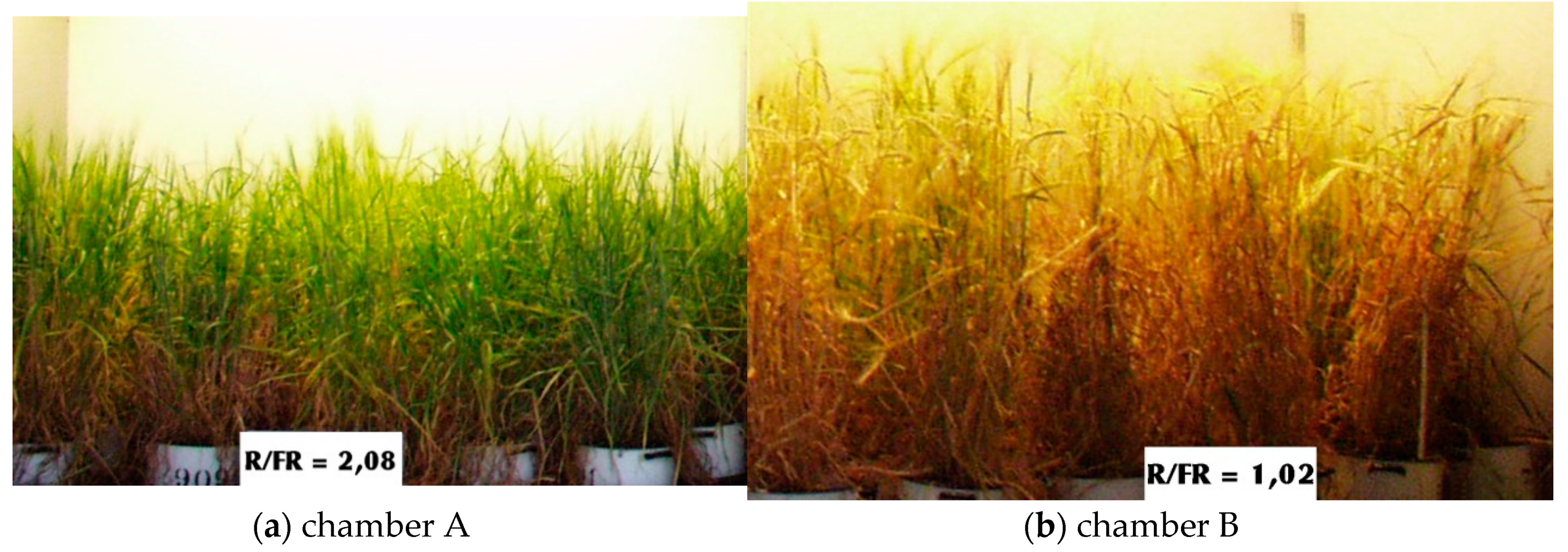 Agronomy 10 02007 g005