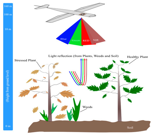 Agronomy 11 00007 g006 550