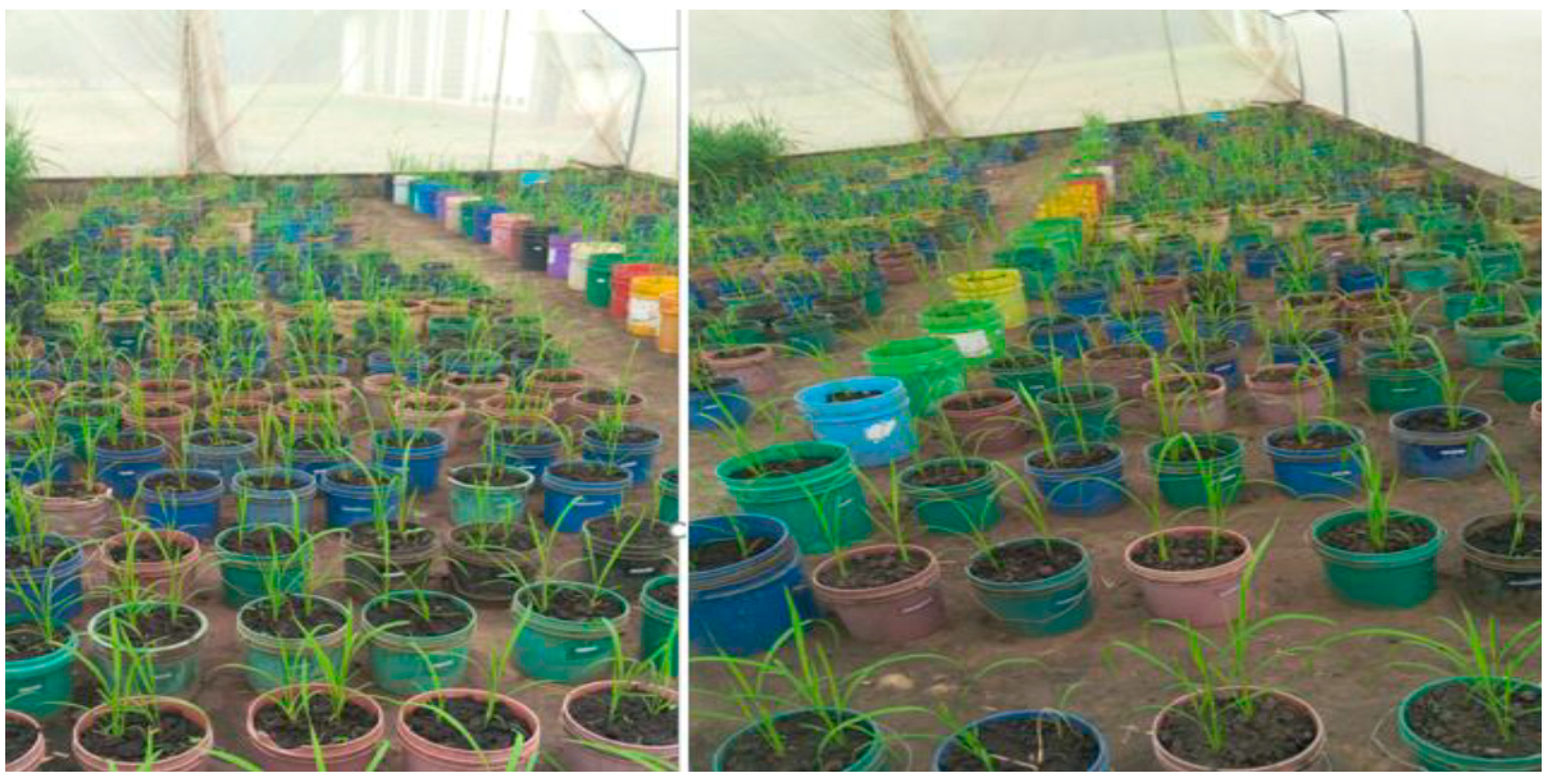 Agronomy 11 00012 g003 Agronomy 11 00012 g003