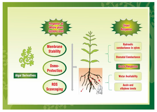 Agronomy 11 00014 g001 550