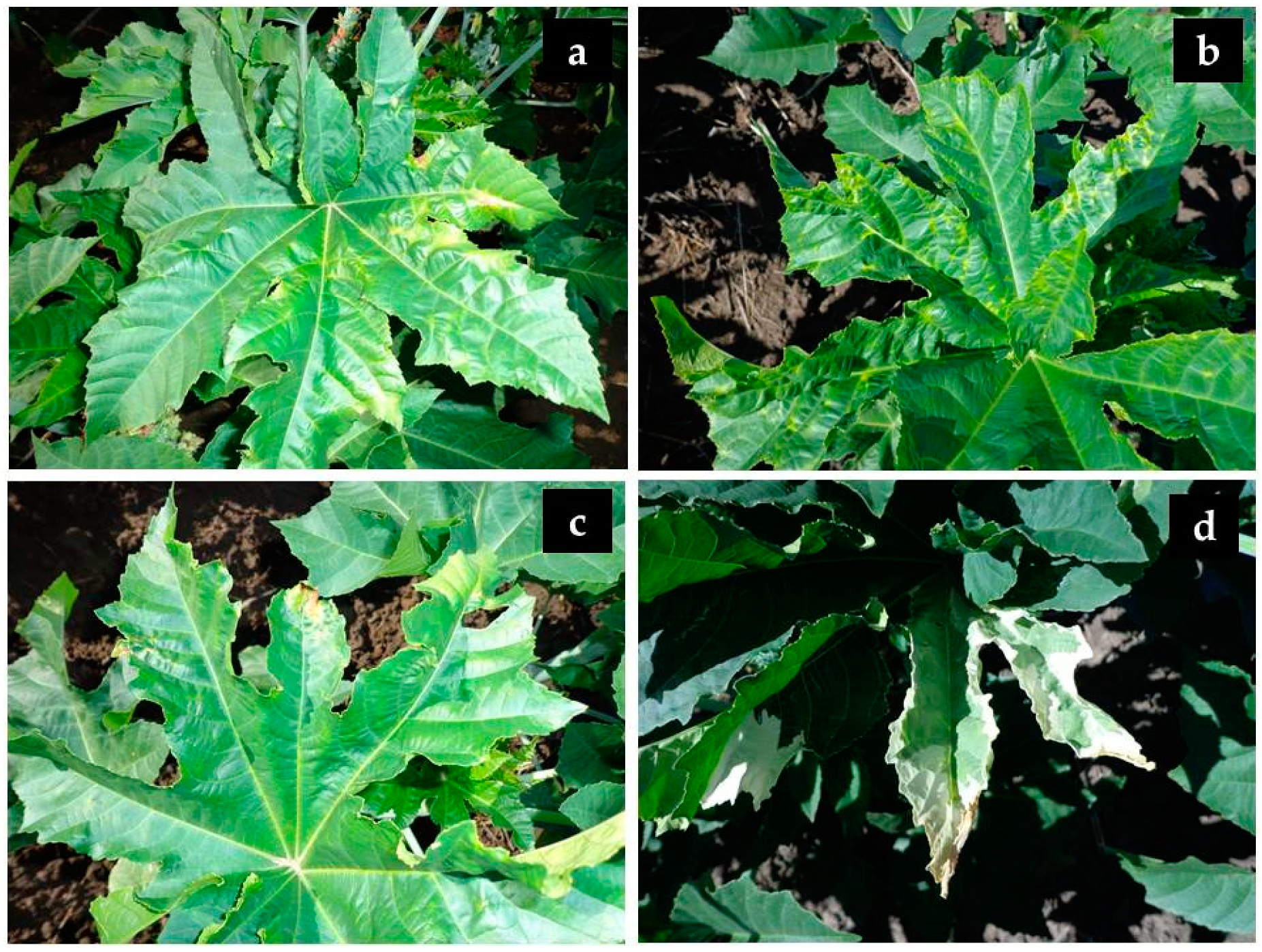 Agronomy 11 00019 g001