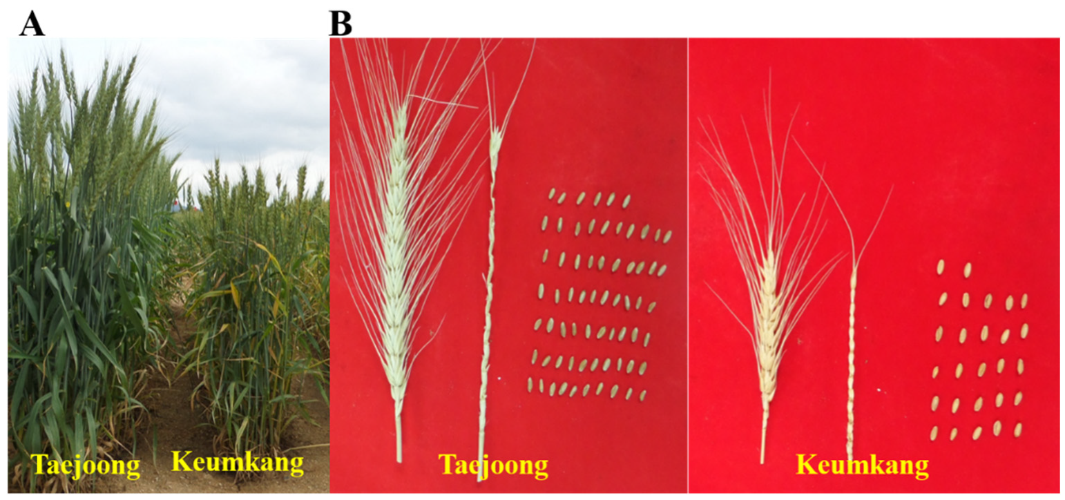 Agronomy 11 00022 g001