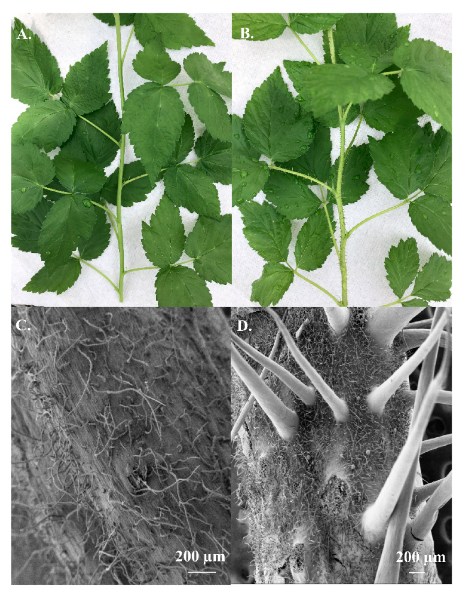 Agronomy 11 00027 g001