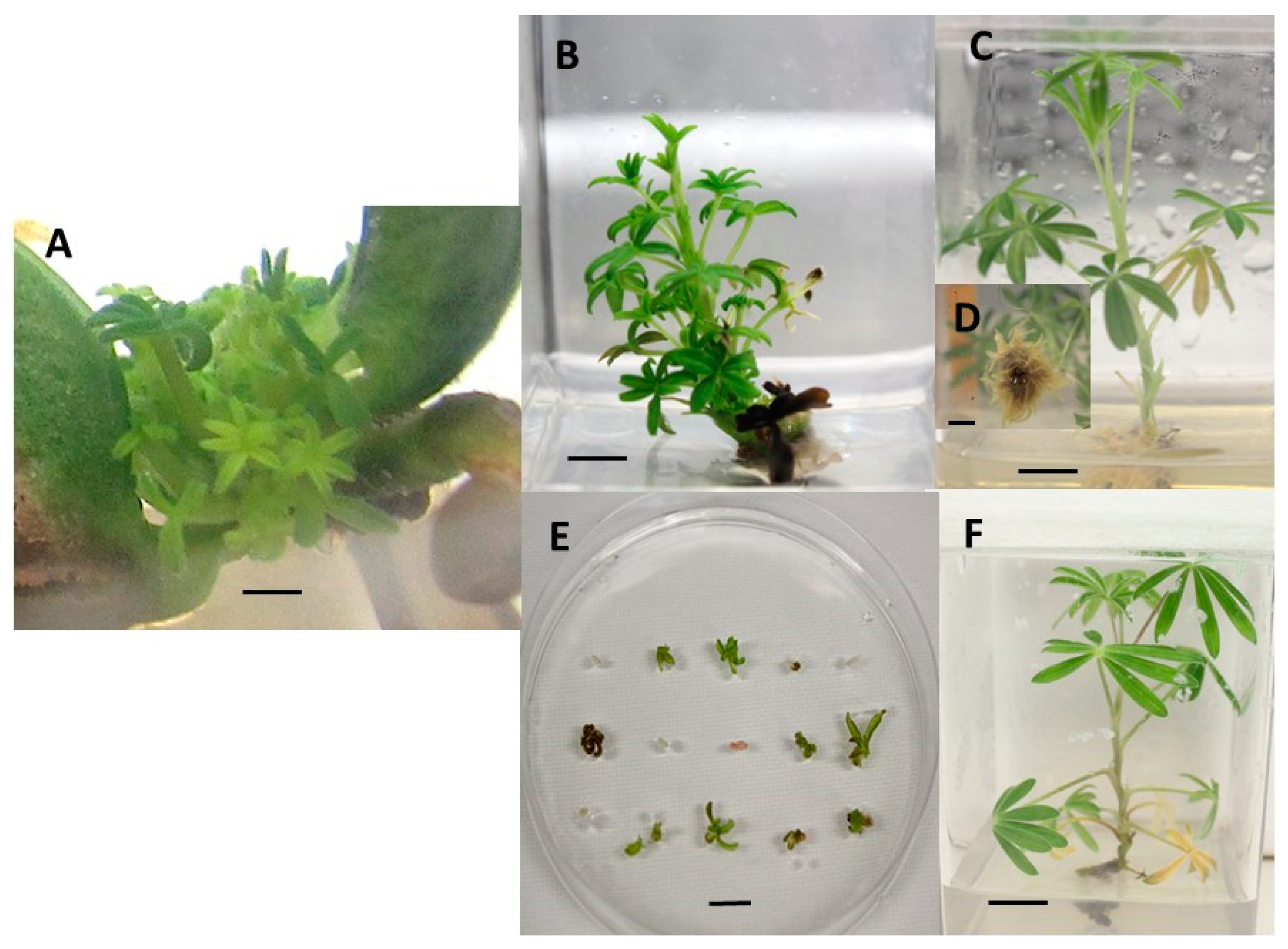 Agronomy 11 00037 g002