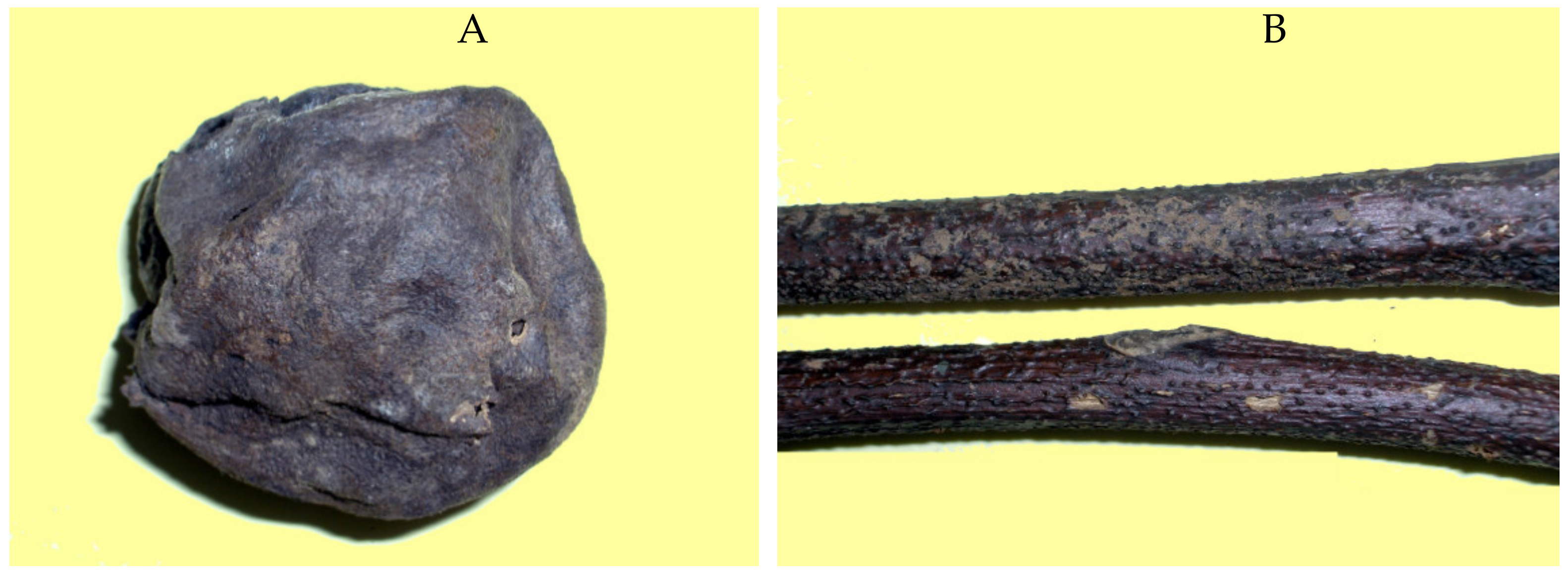 Agronomy 11 00046 g001